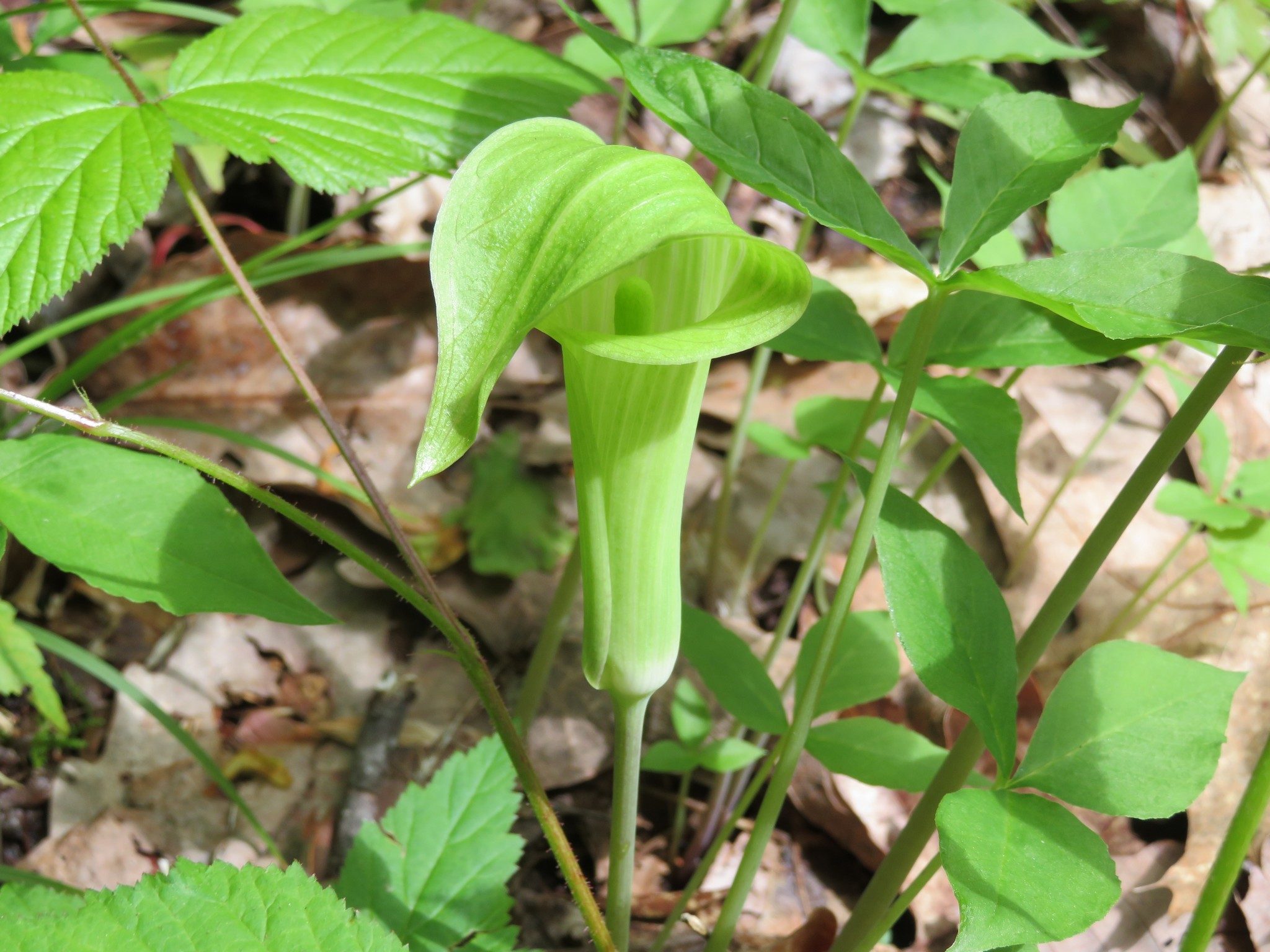 Jack-in-the-Pulpit Just Coming Up