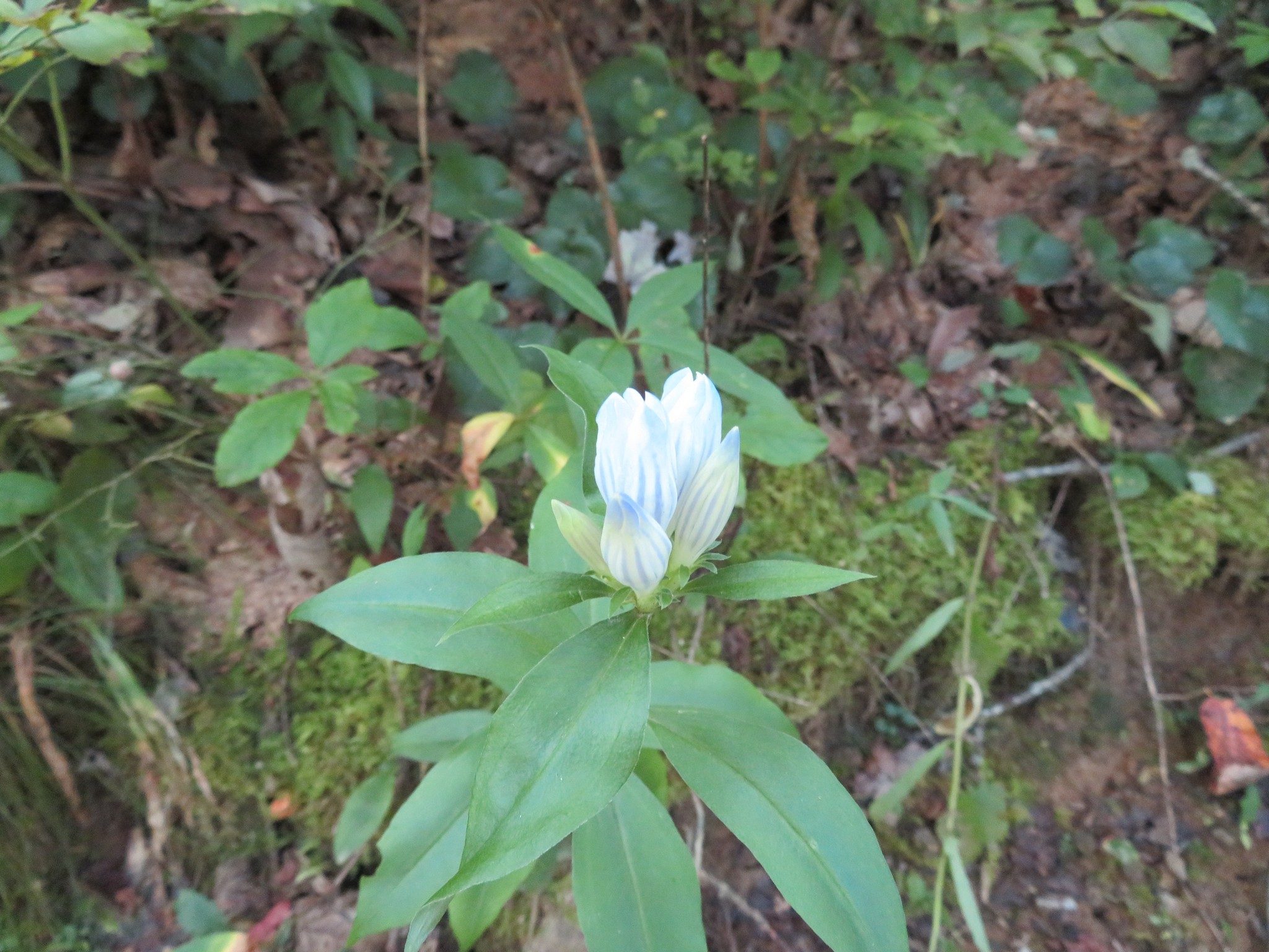 Showy Gentian (Gentiana decora) about to bloom