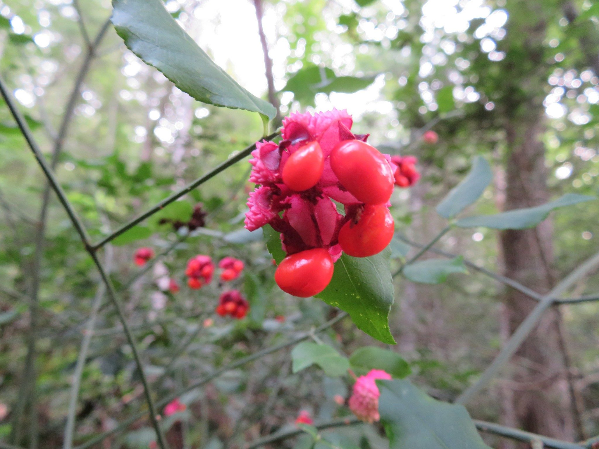 Hearts-a-burstin' / Strawberry-bush (Euonymus americanus)