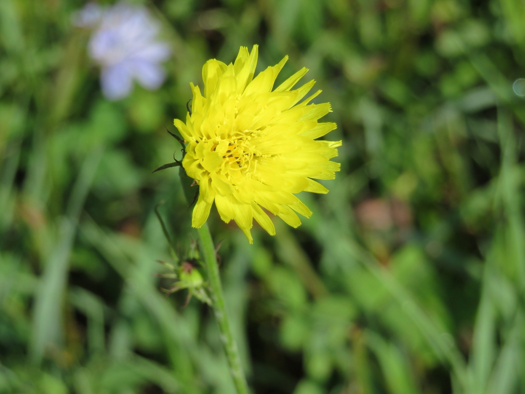 Unknown Yellow Wildflower in Wildflower Field along Ash Creek Trail