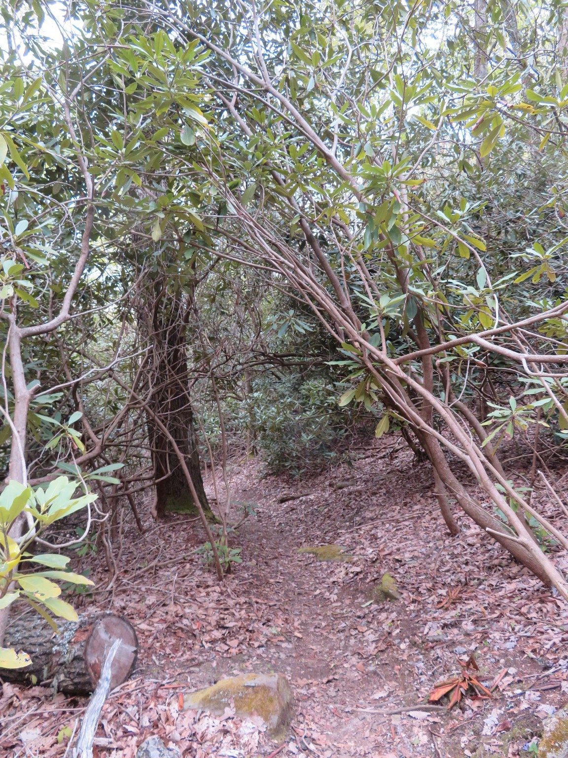Typical Nice, Soft Path covered with Rhododendron