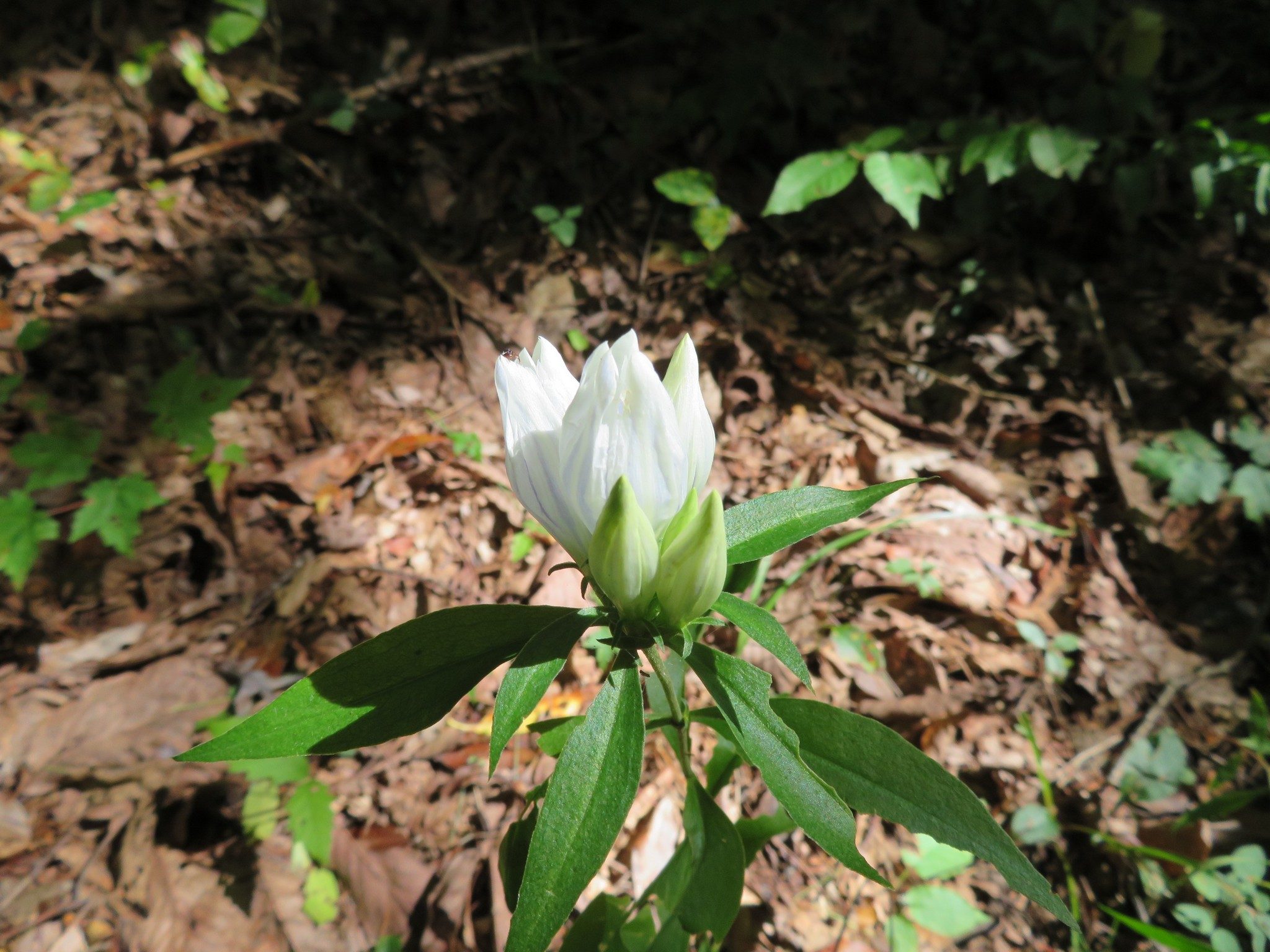 White Gentian (Gentiana alba)