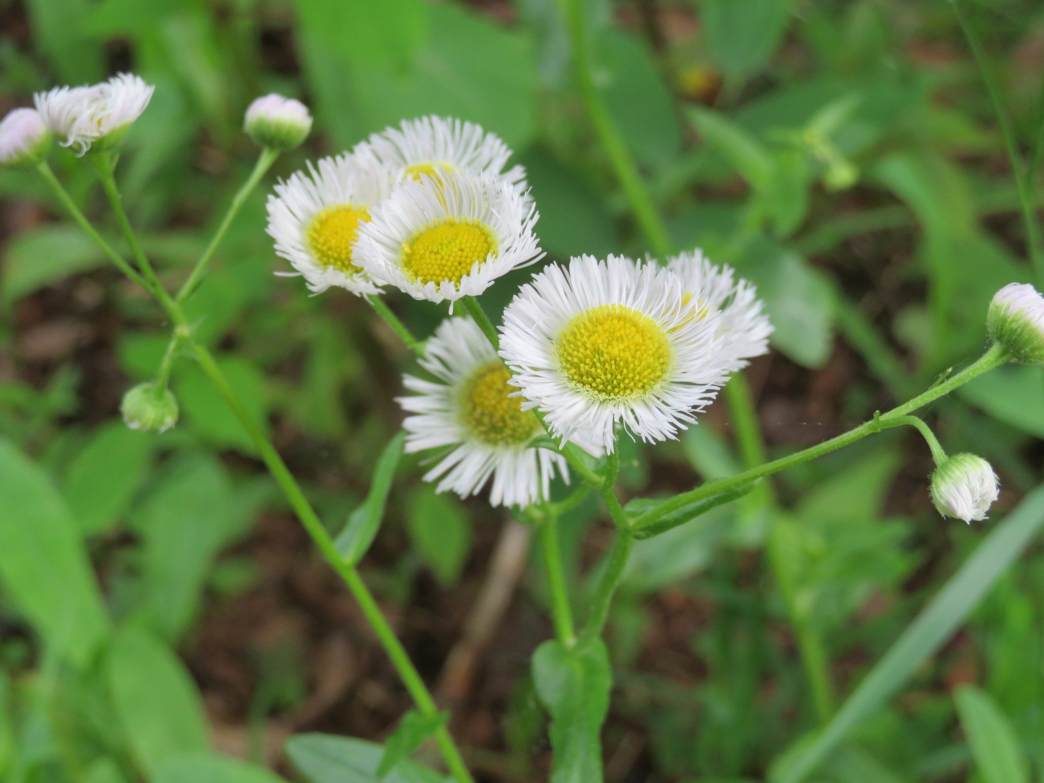 Daisy Fleabane (Erigeron philadelphicus)