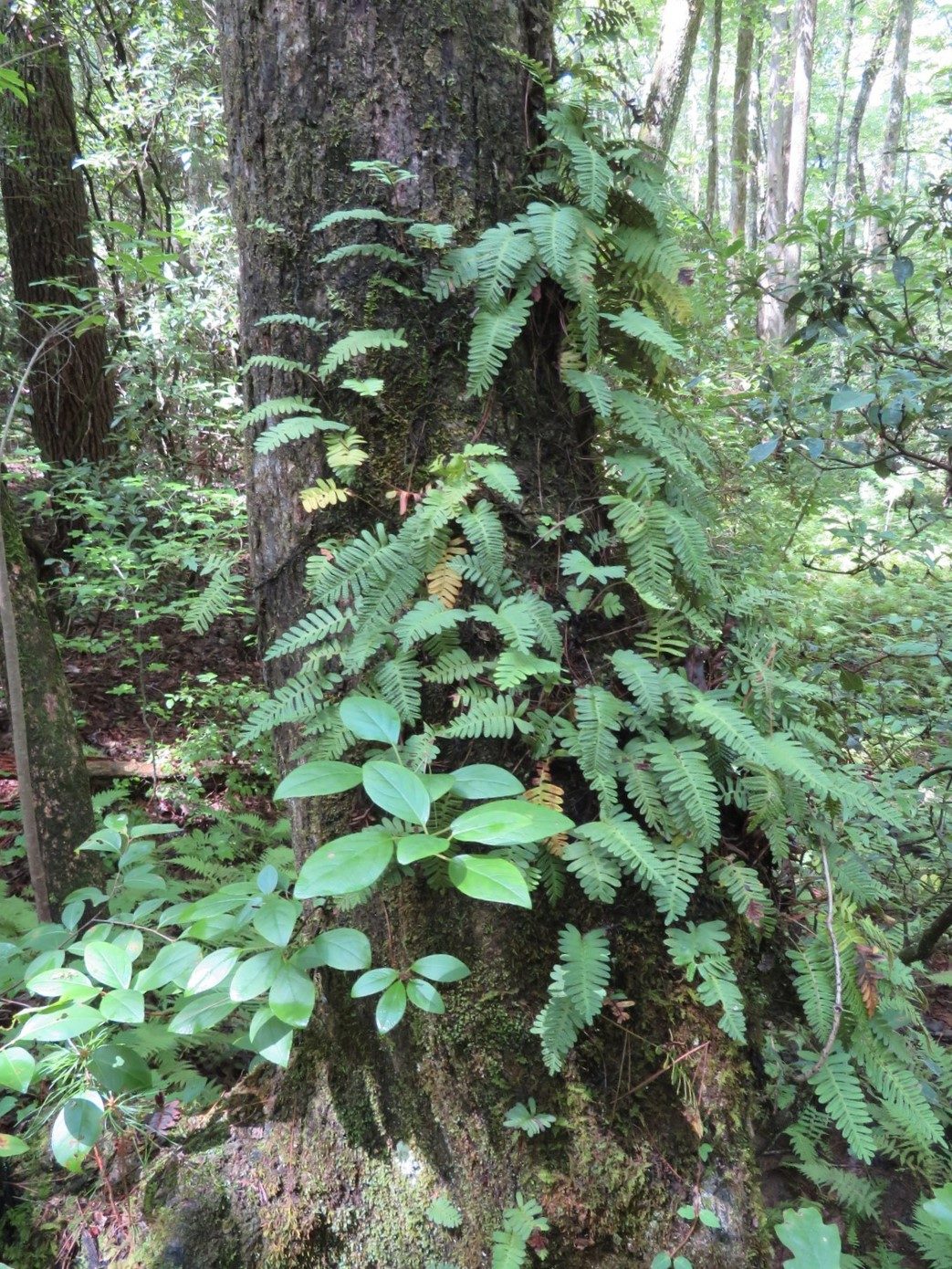 Ressurection Fern Along Laurel Ridge Trail