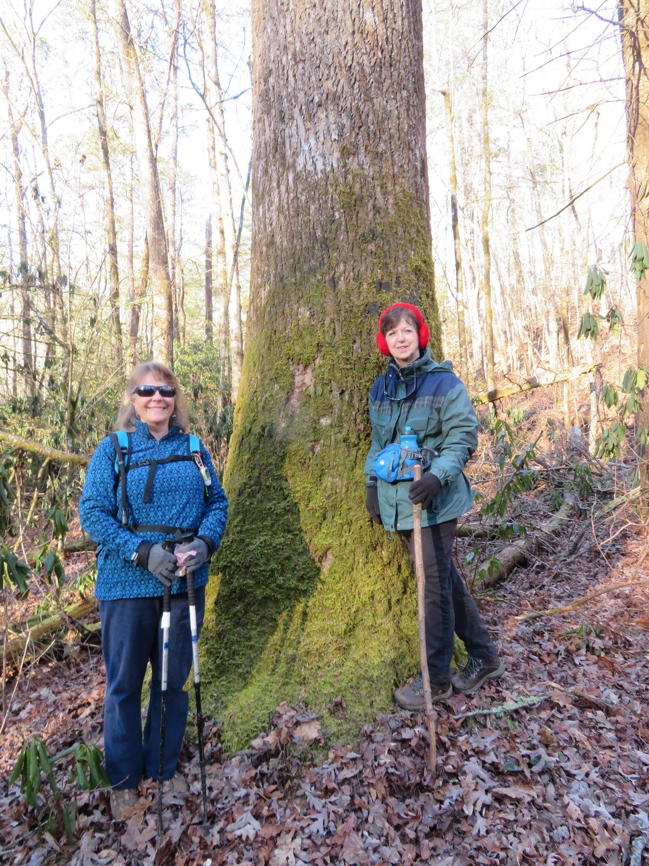 Lots of really large trees along the trail