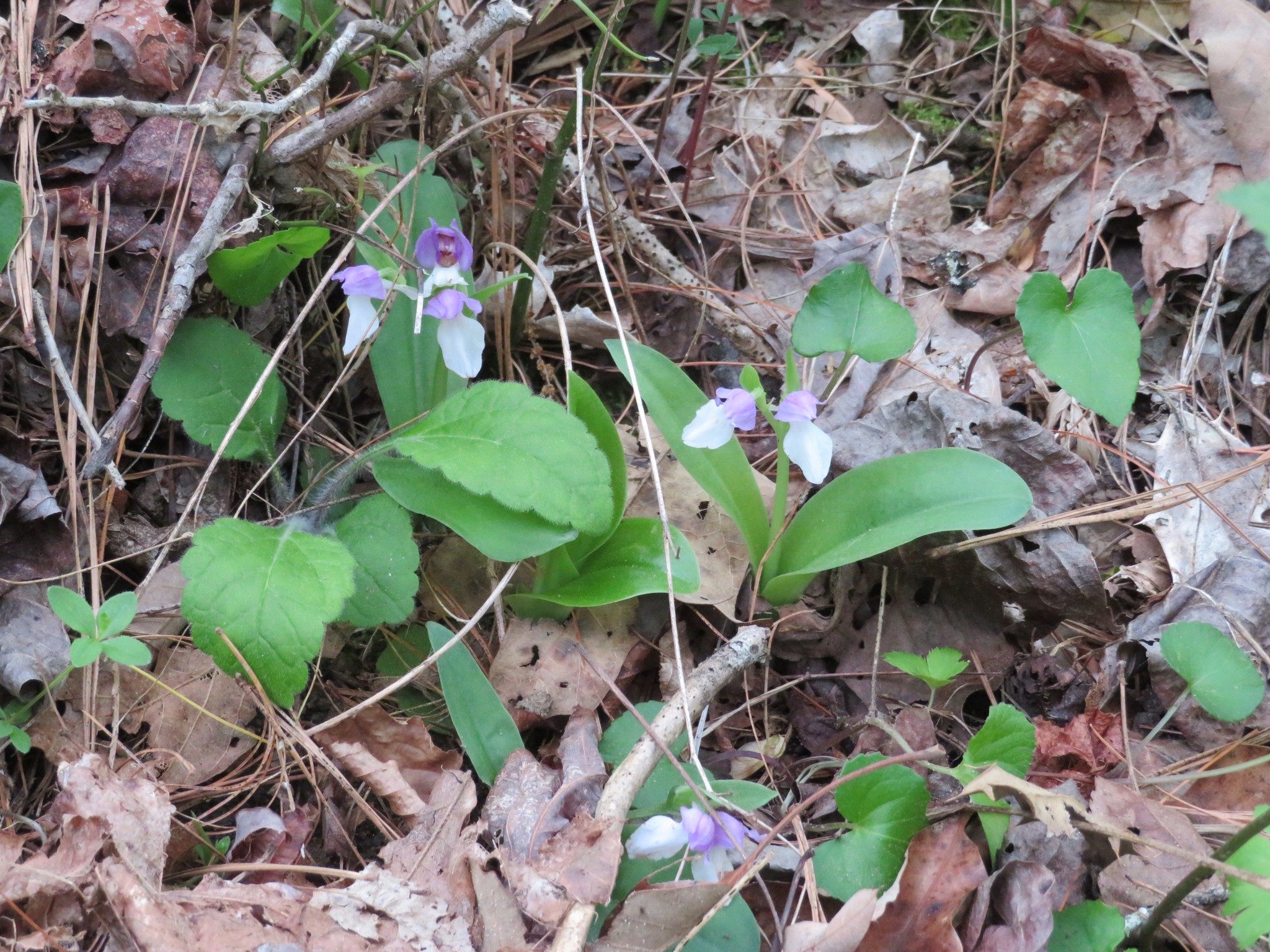 Orchis, Showy (Orchis spectabilis)