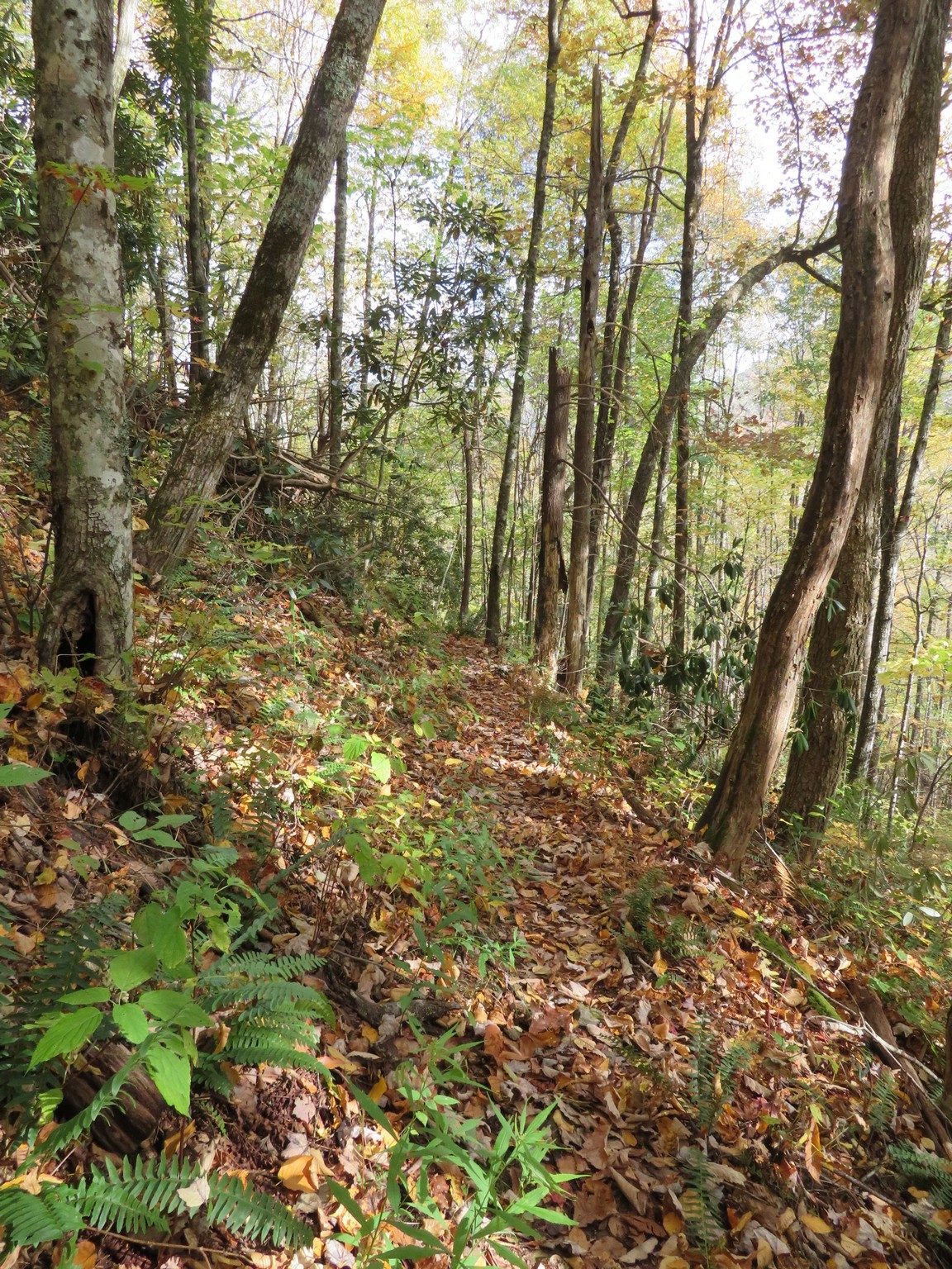 Typical narrow trail on hillside