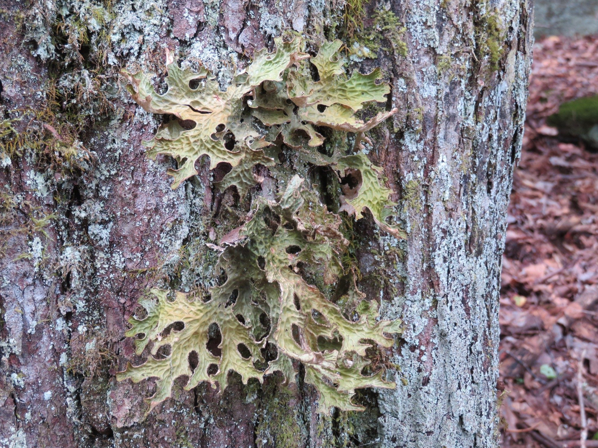 Oak lungwort (Lobaria pulmonaria)