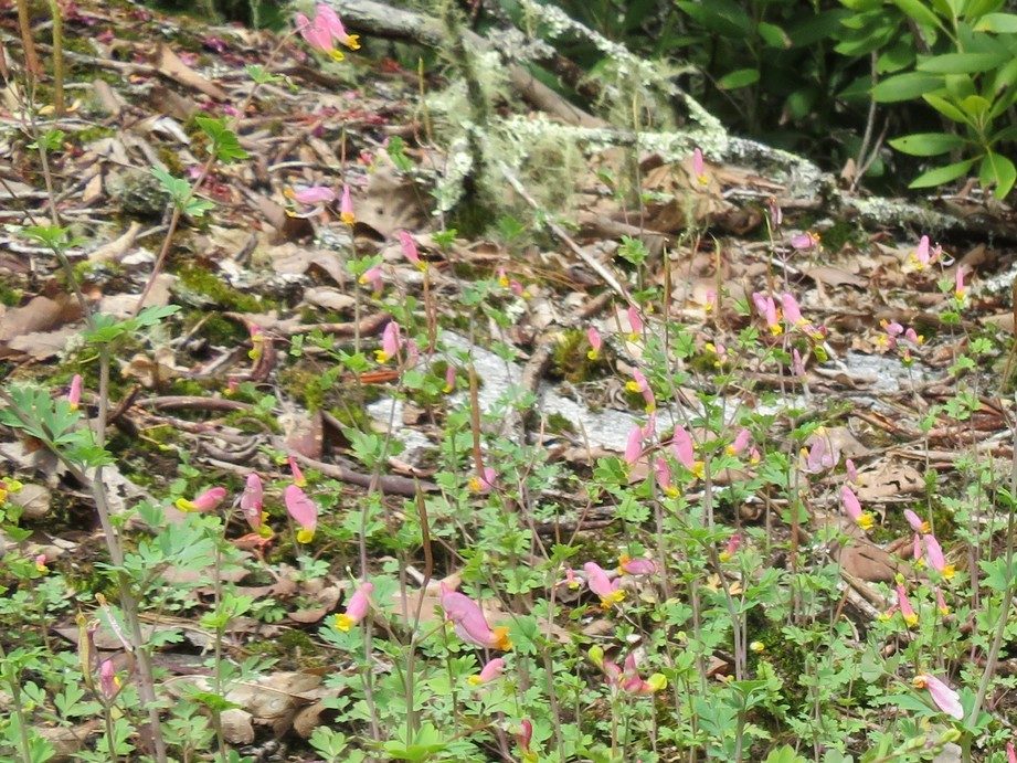 Wild Bleeding Heart (Dicentra eximia)