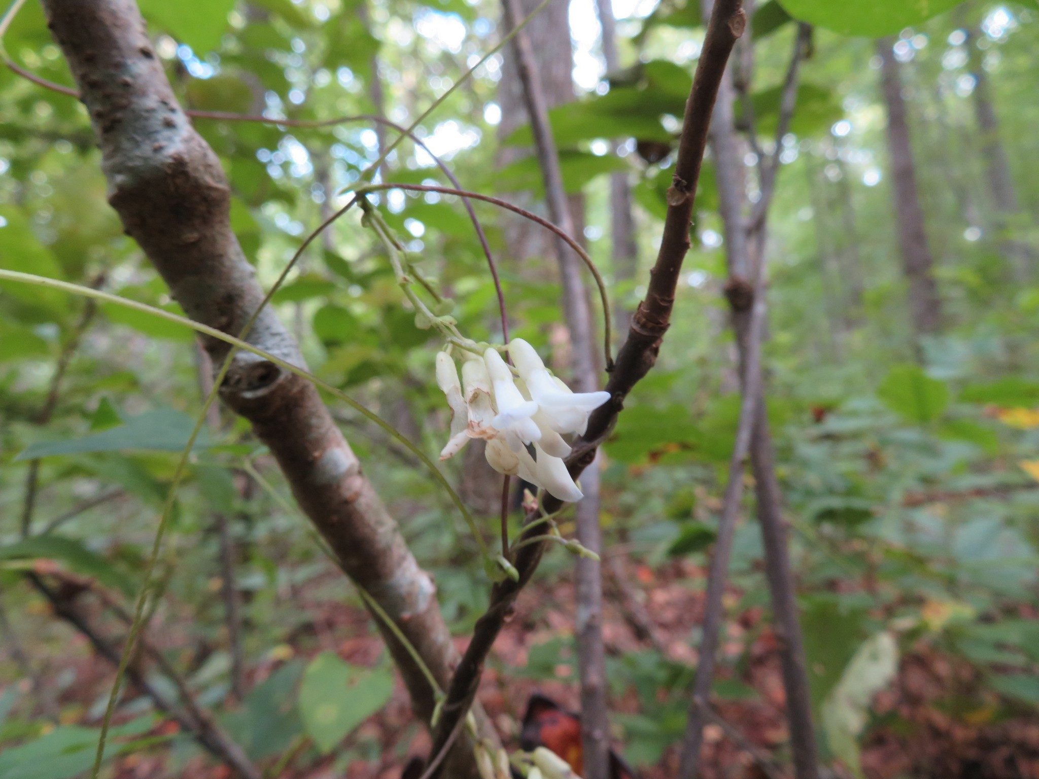 A vine with hanging, white, bell-shaped blooms