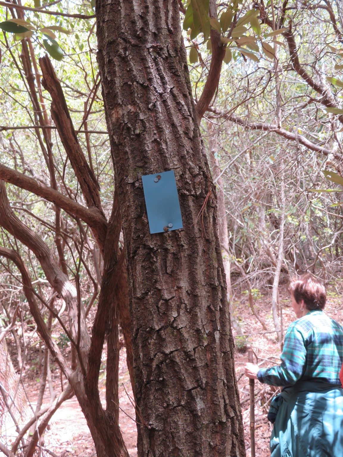 Typical Blue Blaze for Trails not on Batram Trail