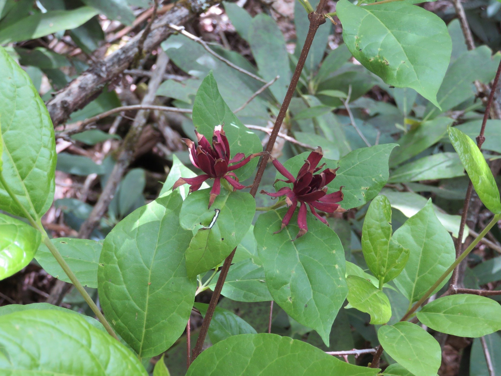 Sweet Shrub