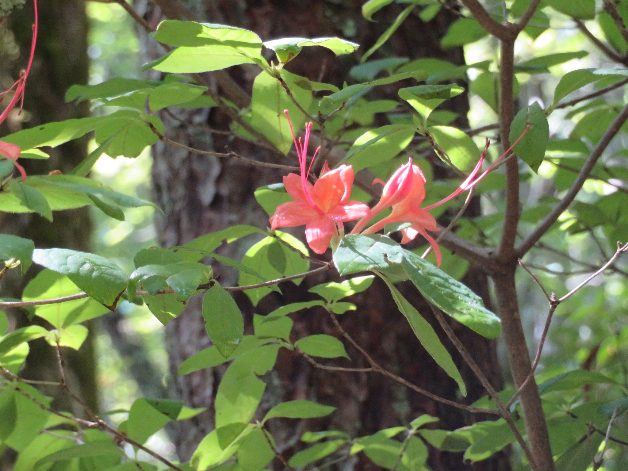 Flame Azalea Still in Bloom Along Tsalaki Trail