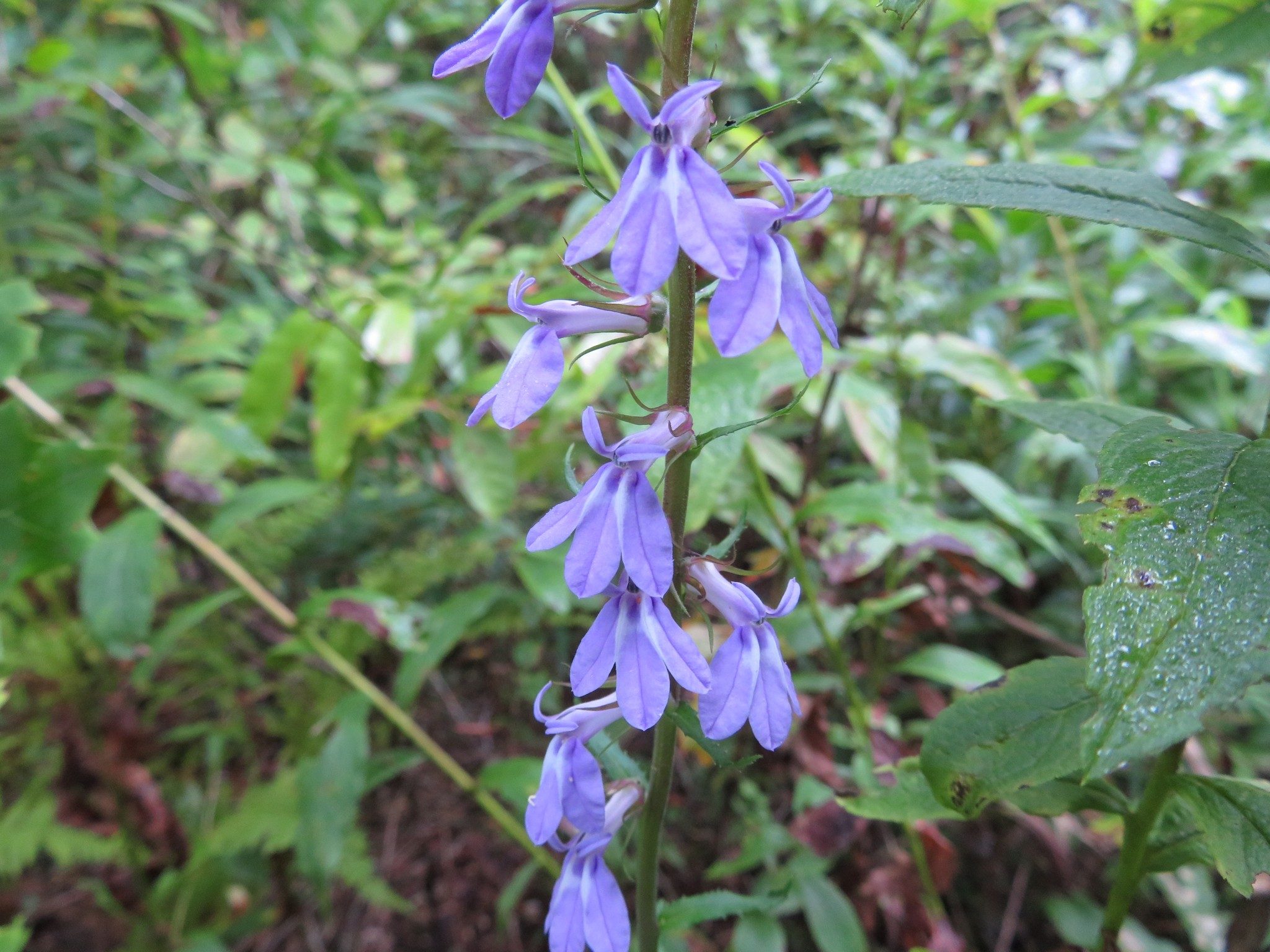 Lobelia, Spiked (Lobelia spicata)