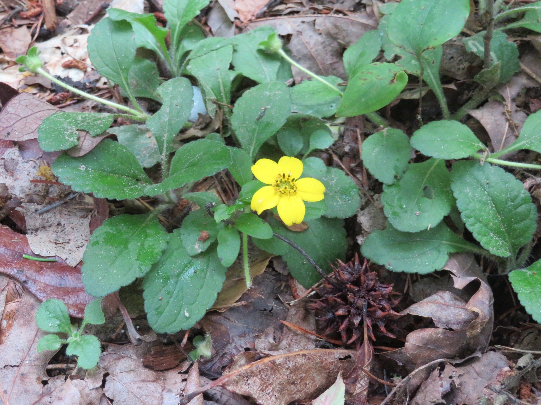 Green and Gold (Chrysogonum virginianum)