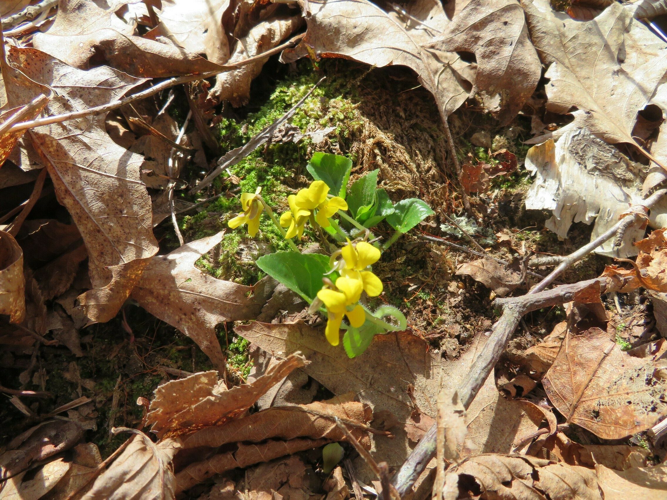 Yellow Violet, Round-Leaved (Viola rotundifolia)