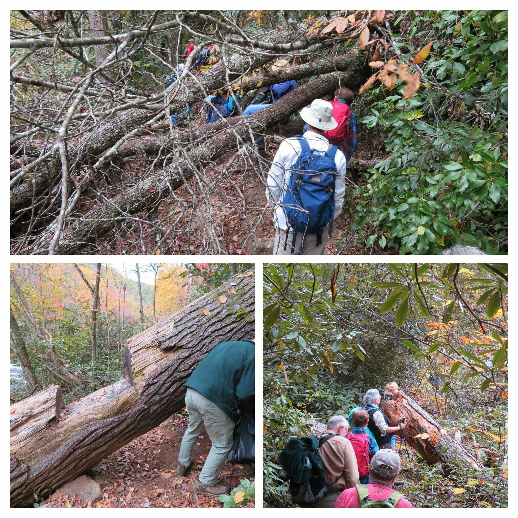 Just when we thought we had it made, there were trail obstructions, one after another.  Do we go under, over or through?