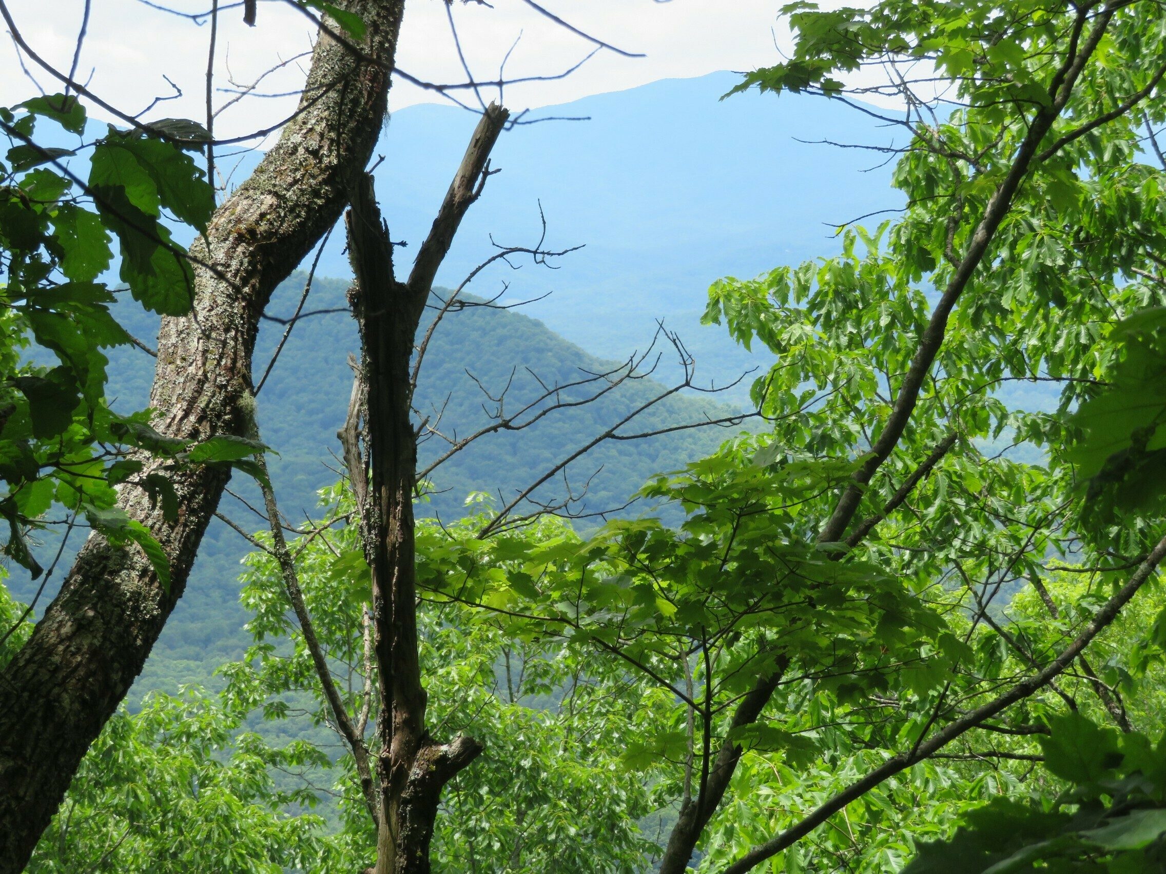One of the few views through the canopy along this trail