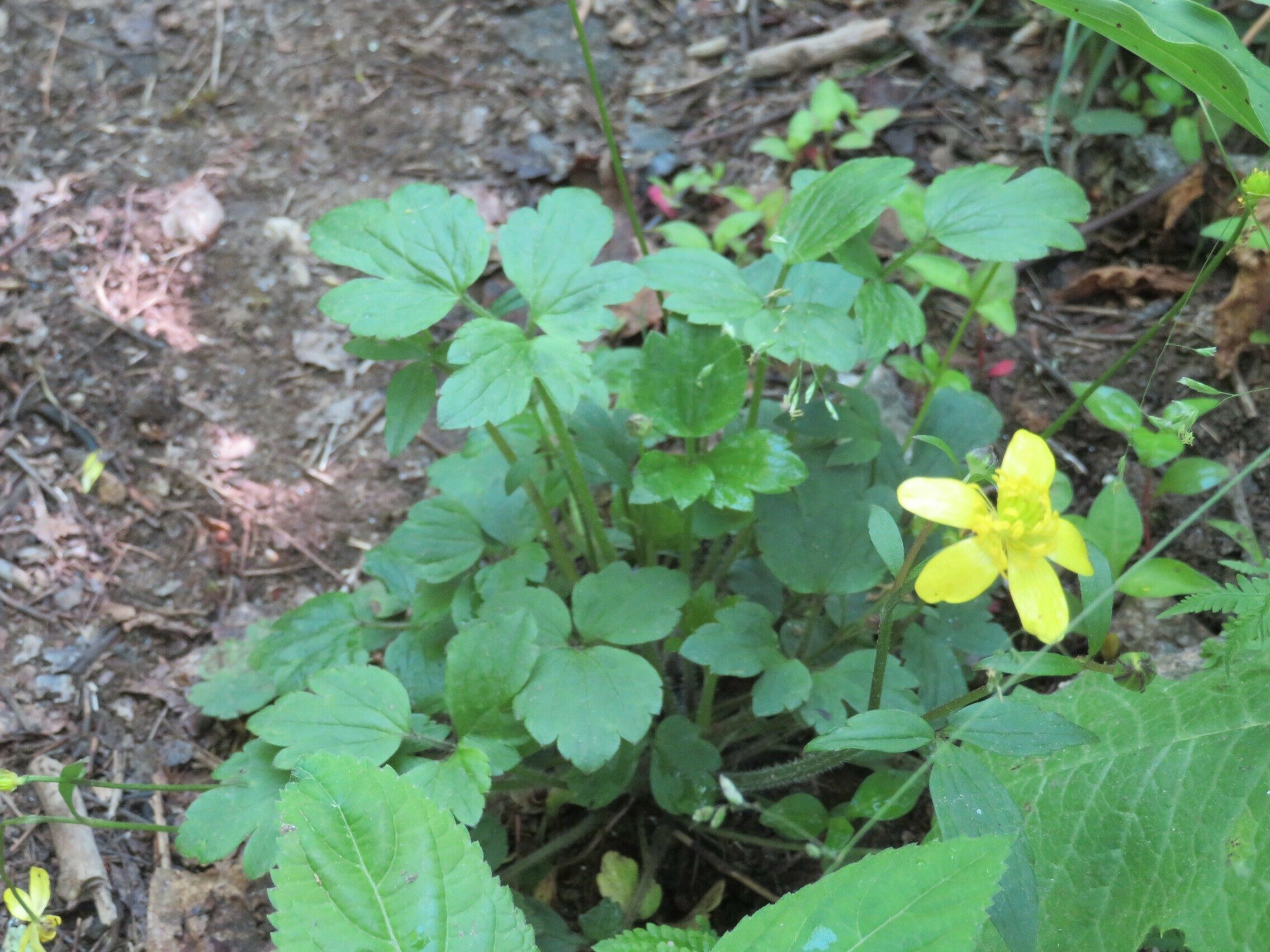Buttercup perhaps?