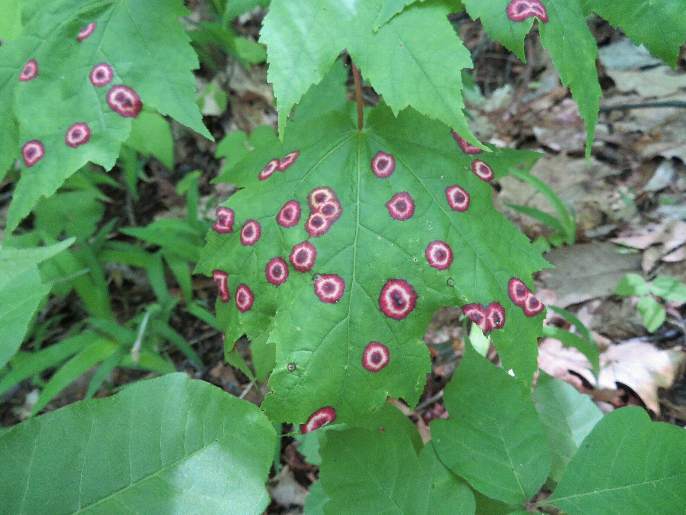 Interesting coloration on leaves of plant.  - Fungus?
