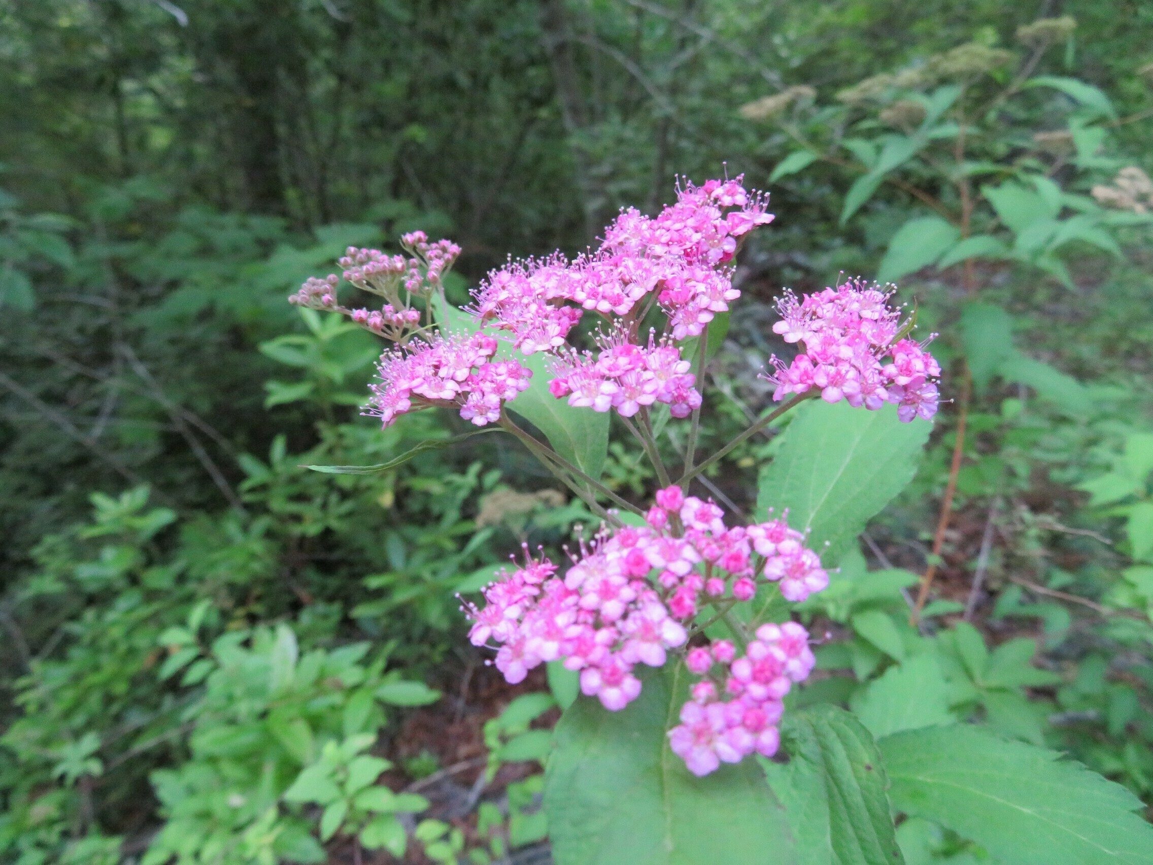 Japanese Spirea (Spirea japonica)