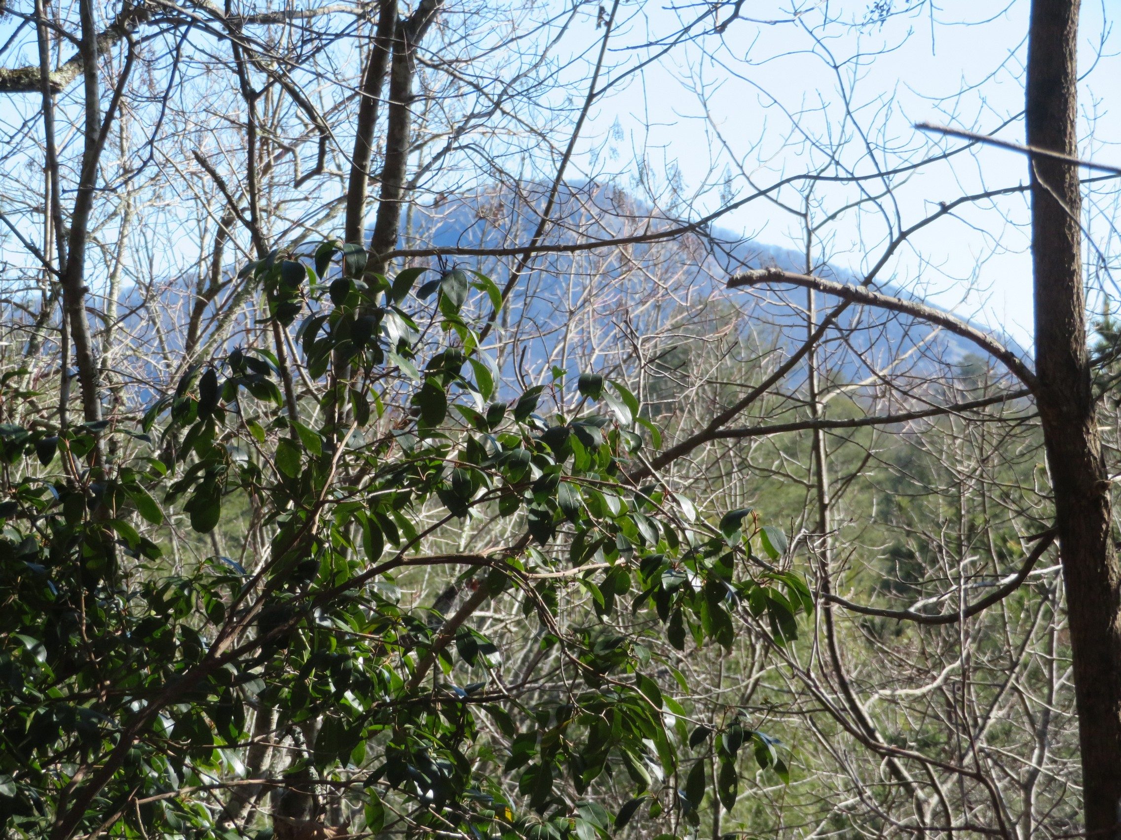 Mt. Yonah from the northern part of the 250 section of trail