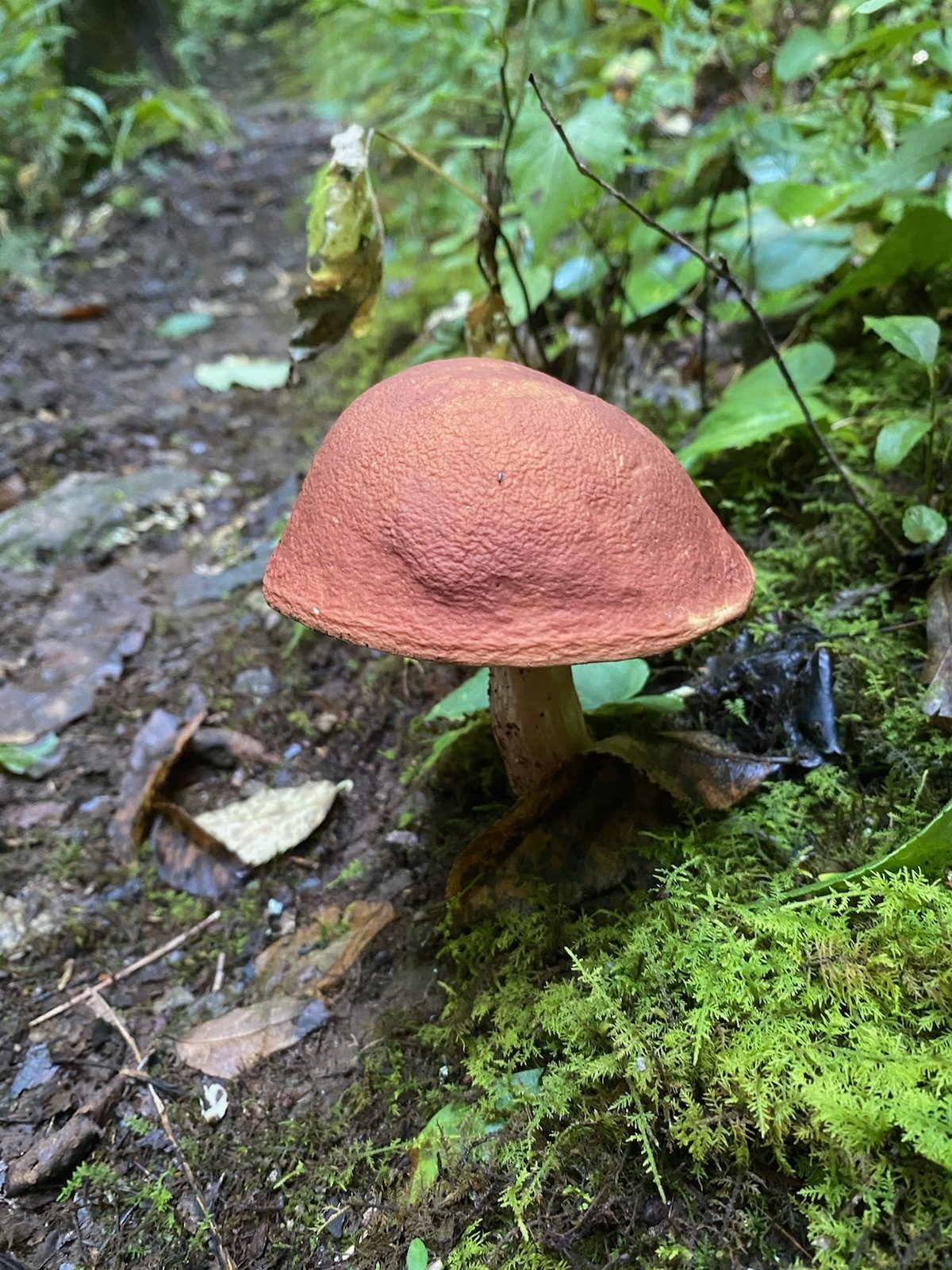 I didn't see this fungus . . . . Christine, what happened?