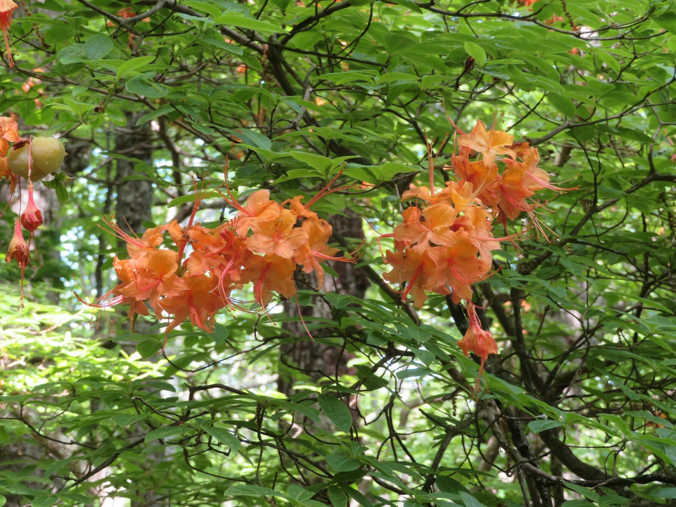 Flame Azalea (Rhododendron calendulaceum)