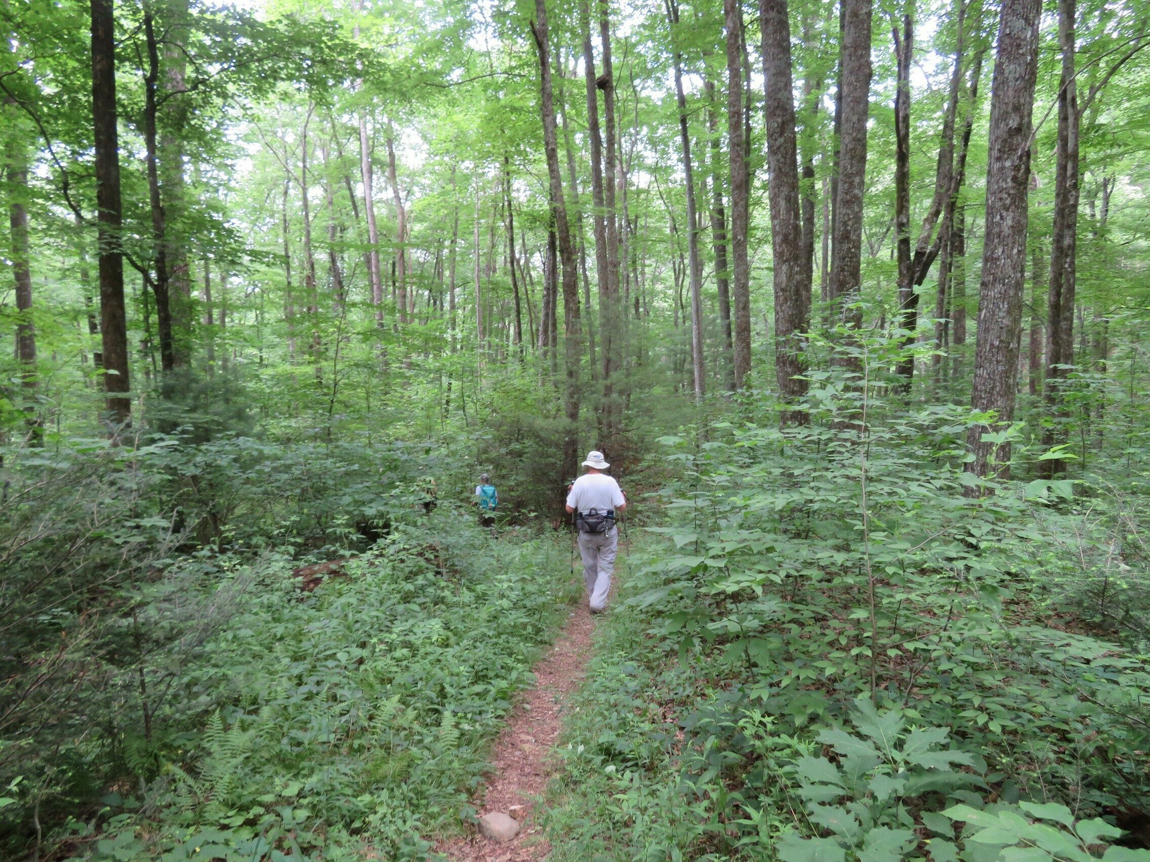 Trail to Andrews Cove . . .  a.k.a. Poison Ivy Alley