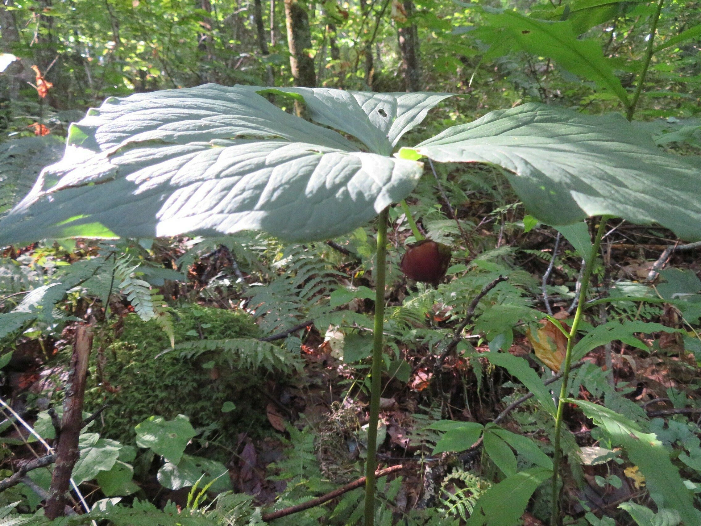 A large leafed Trillium showing off it's fruit.