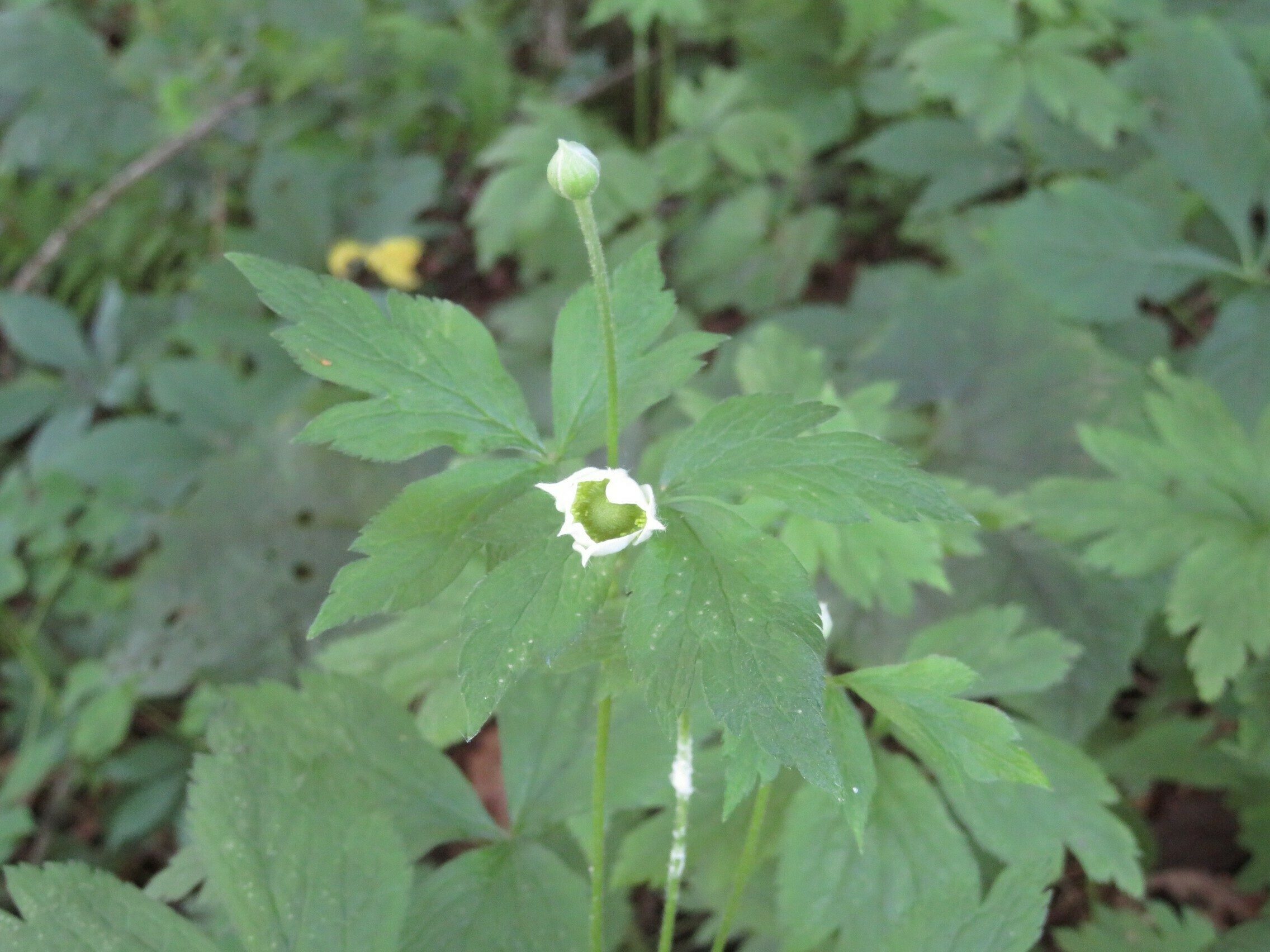 Just beginning to open: Tall thimbleweed (Anemone virginiana)