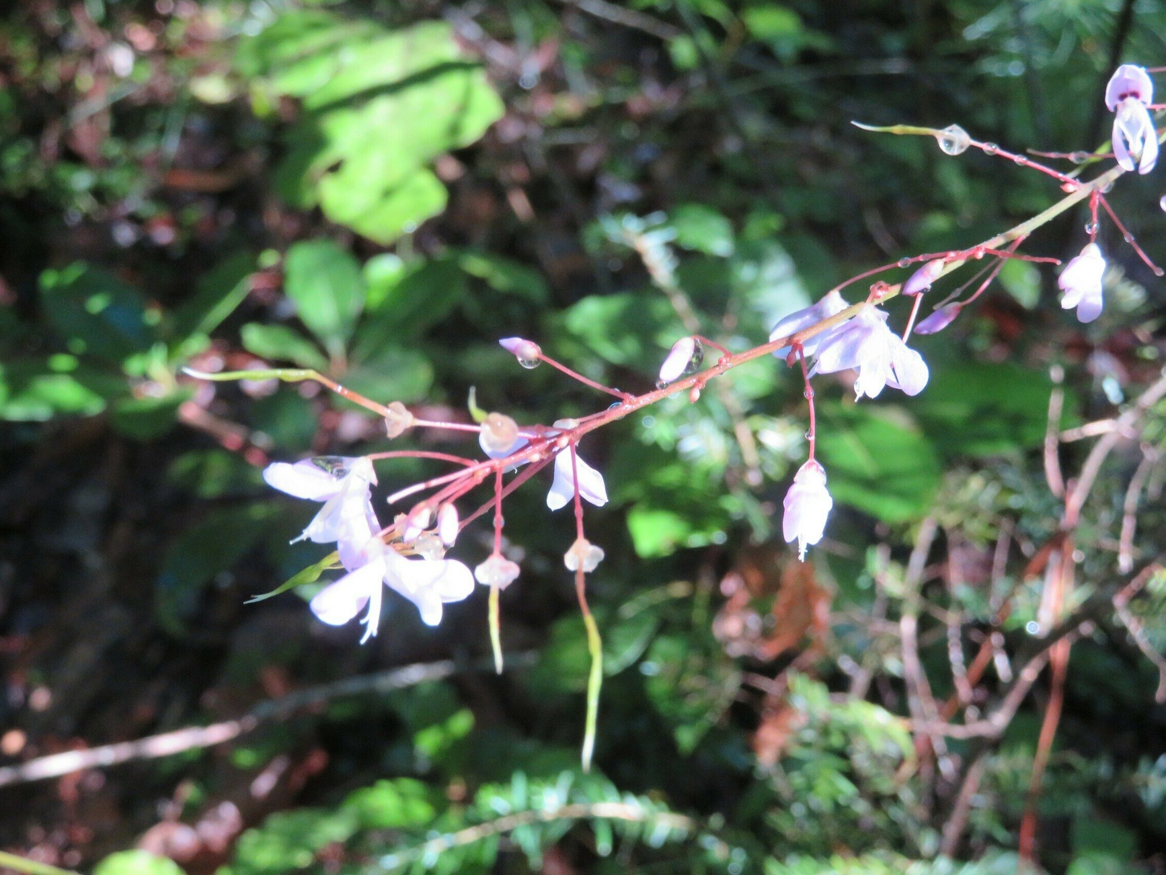 Tick Trefoil / Beggar Lice (Desmodium nudiflorum)