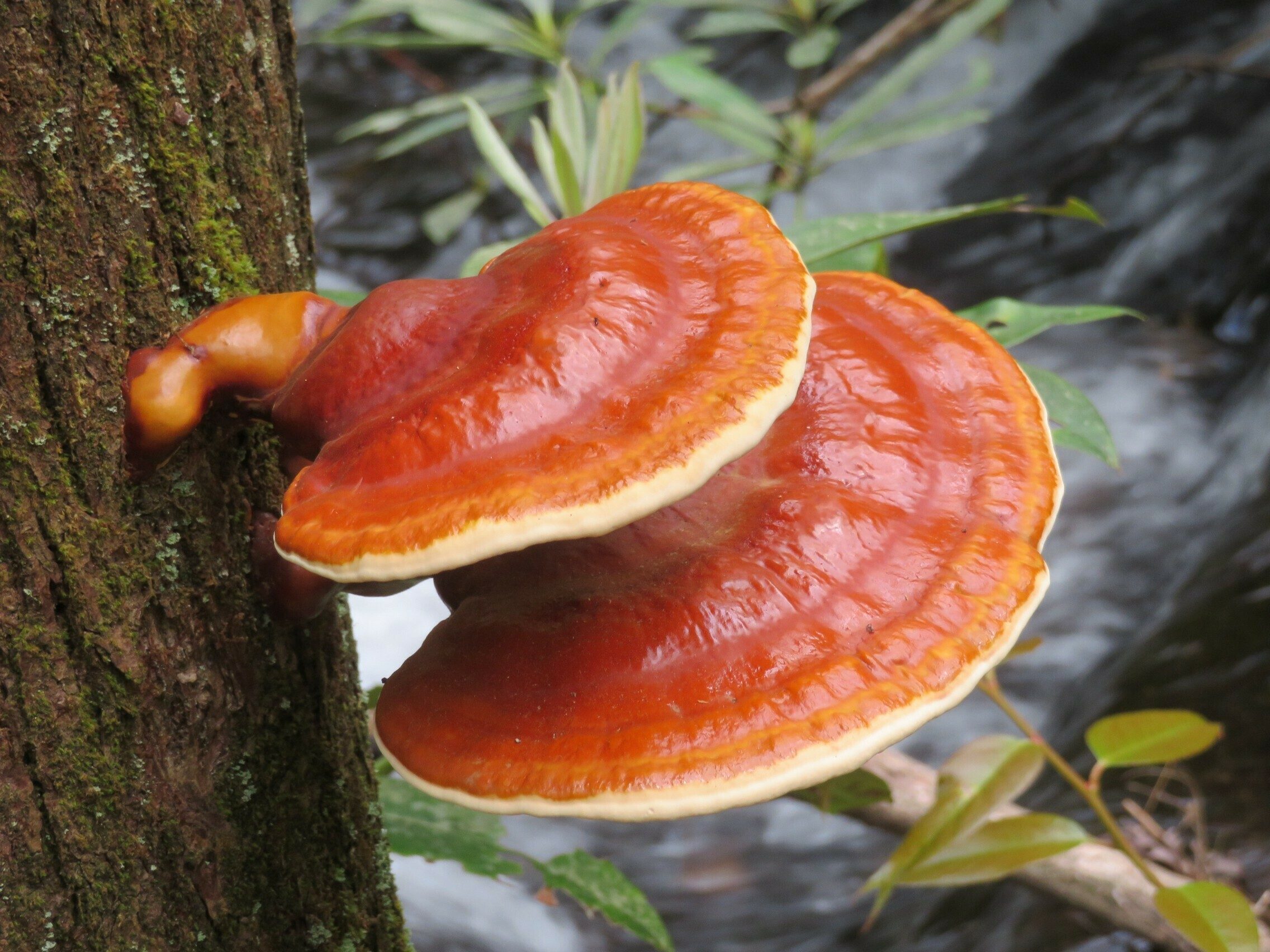 Pretty Fungus on tree trunk