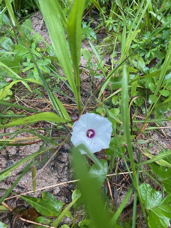Morning Glory of some kind.