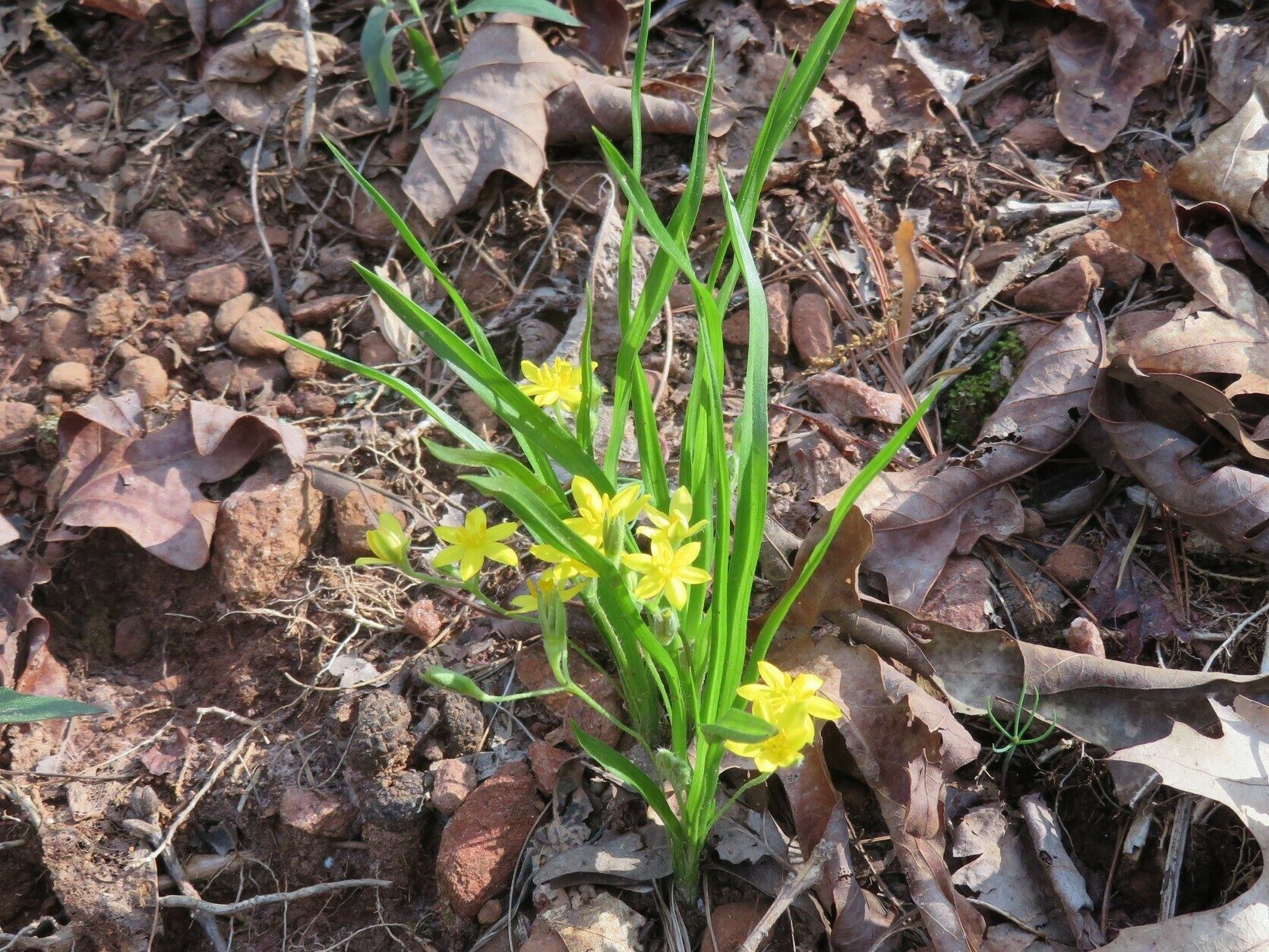 Stargrass, yellow (Hypoxis hirsuta)