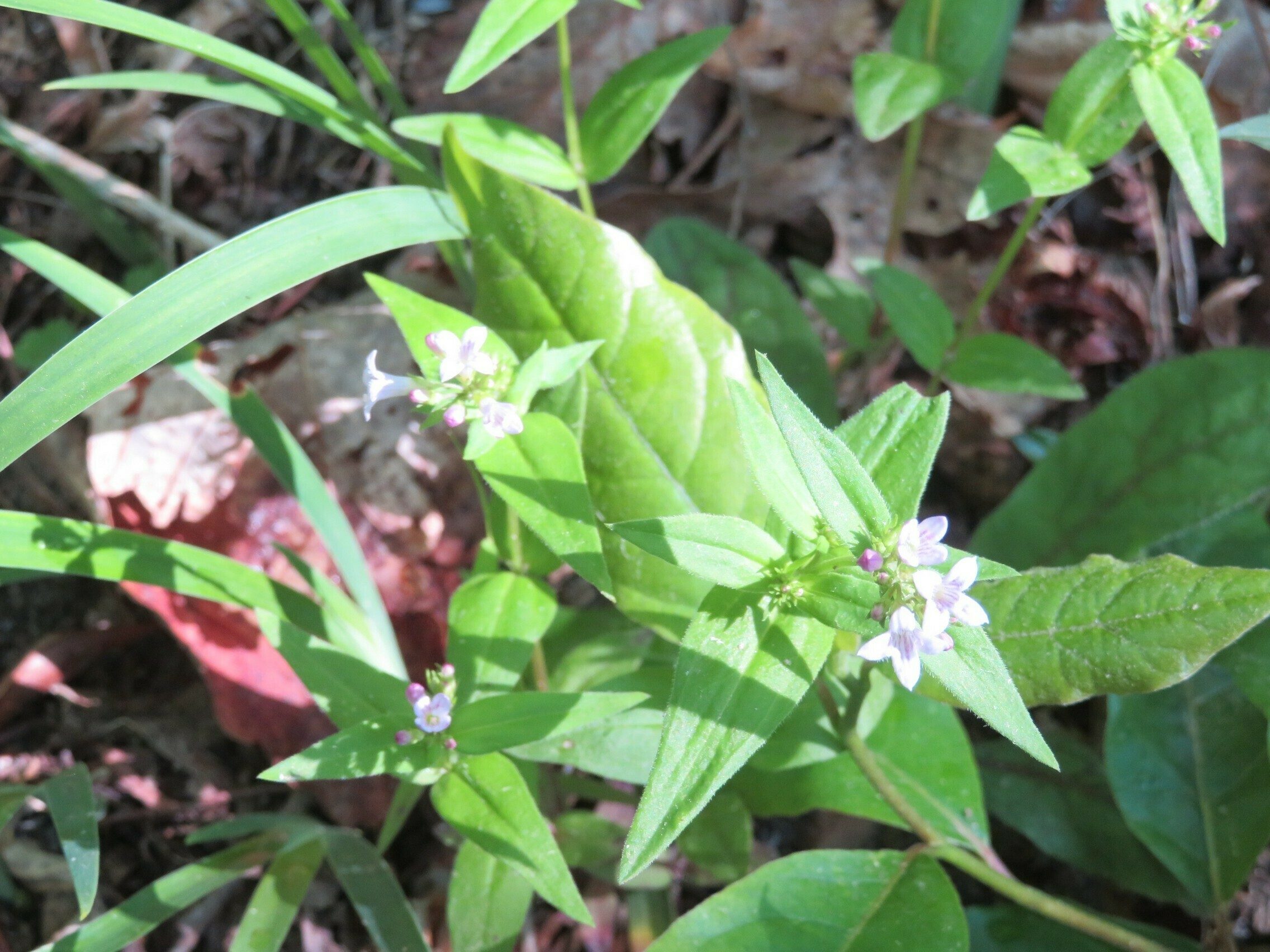 Venus Pride (Houstonia purpurea)