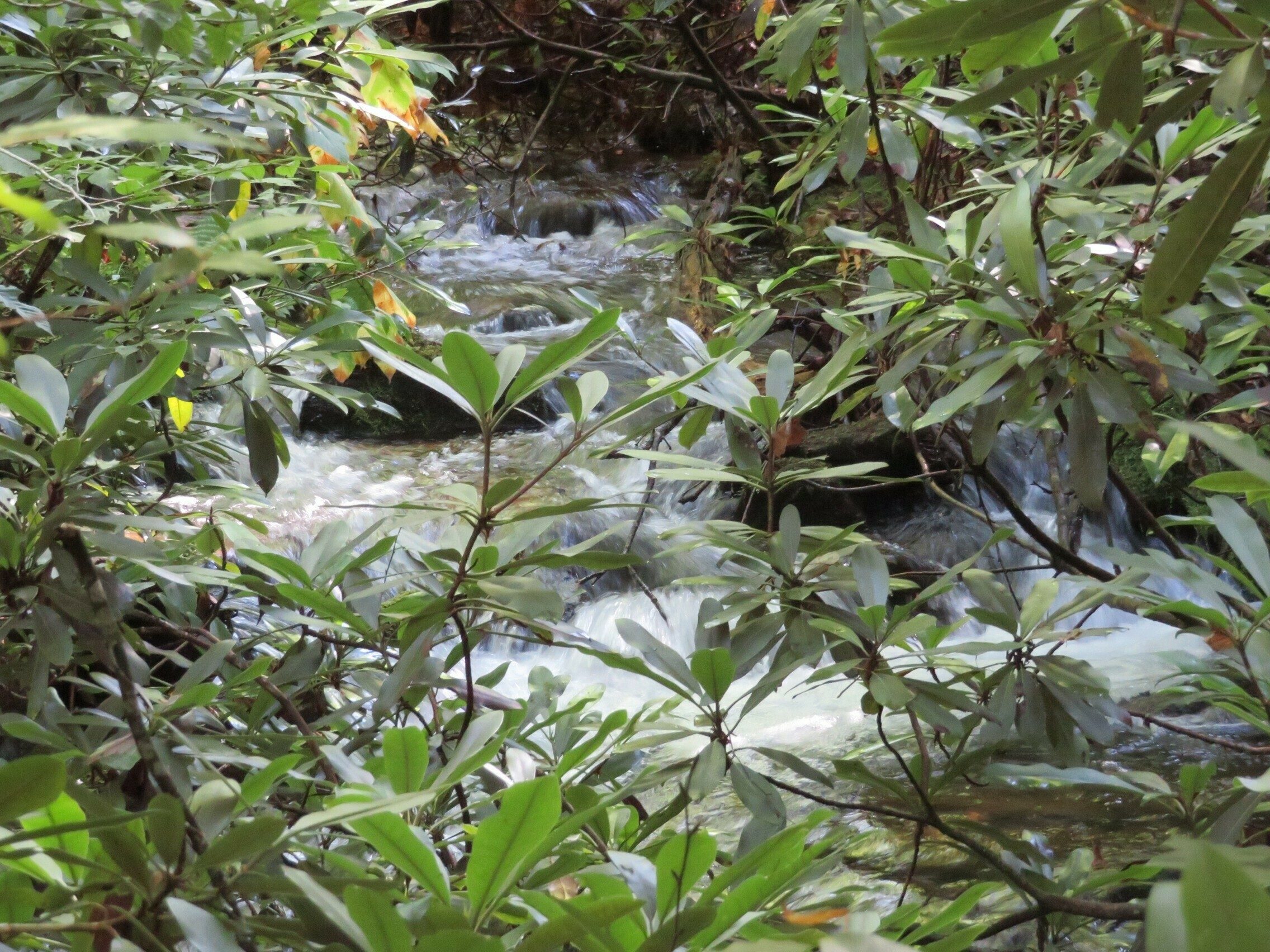 Another view of some of the cascades along Long Branch.
