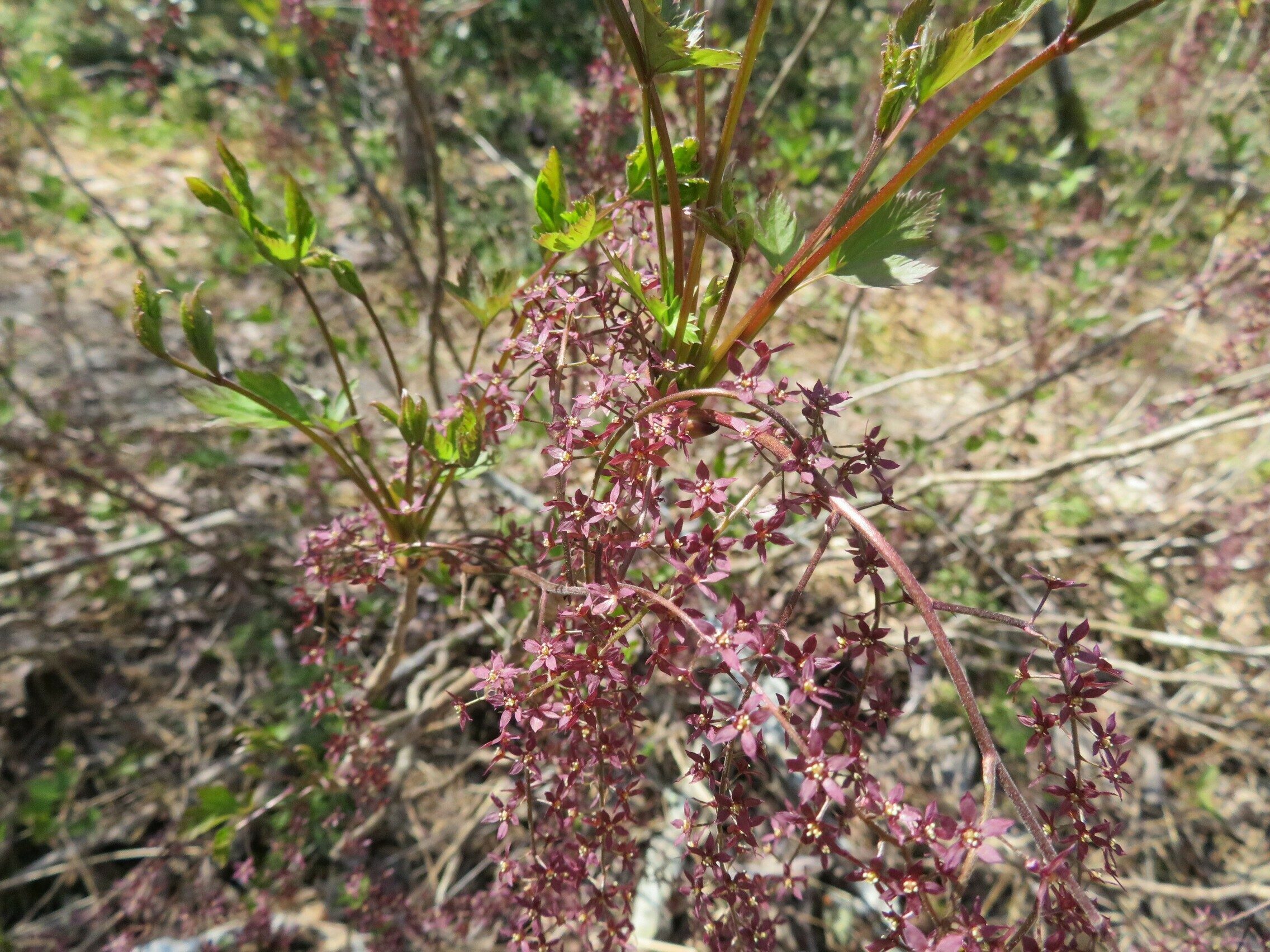 Yellowroot (Xanthorhiza simplicissima) -Thanks Beth!