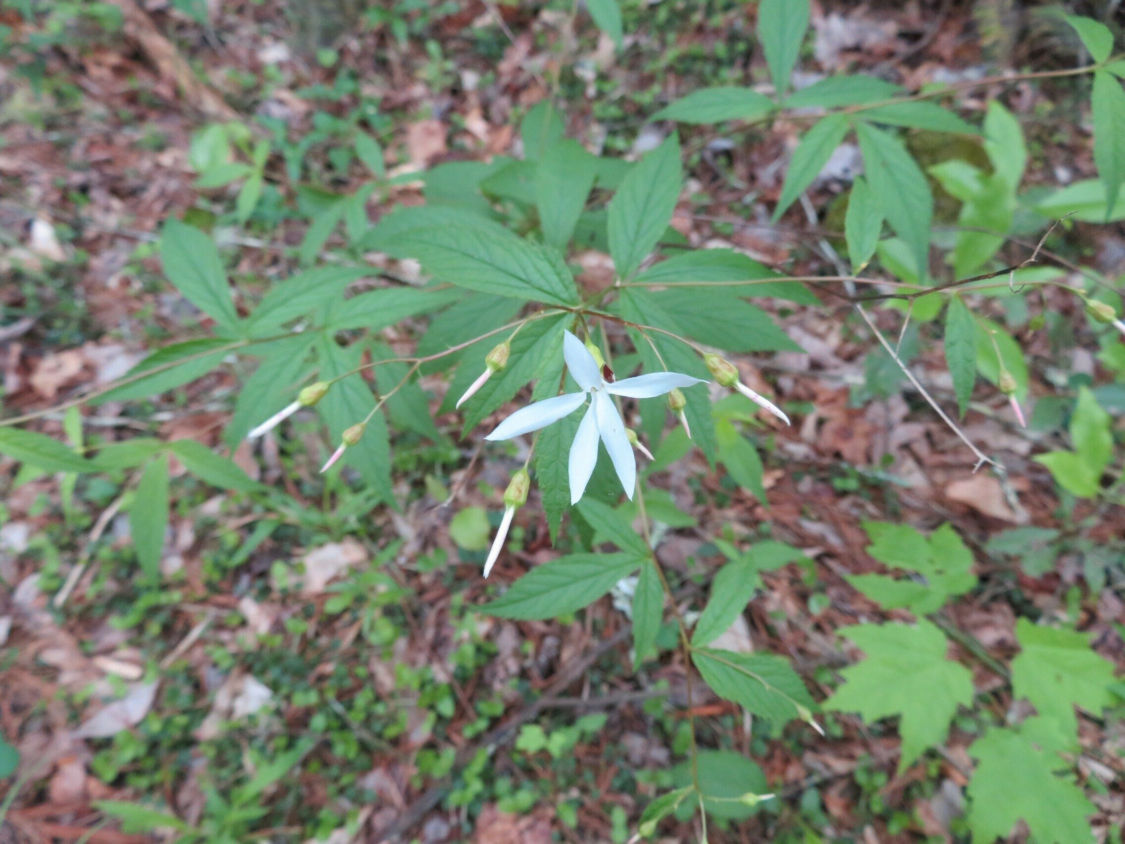 Mountain aster (Oclemena acuminata)