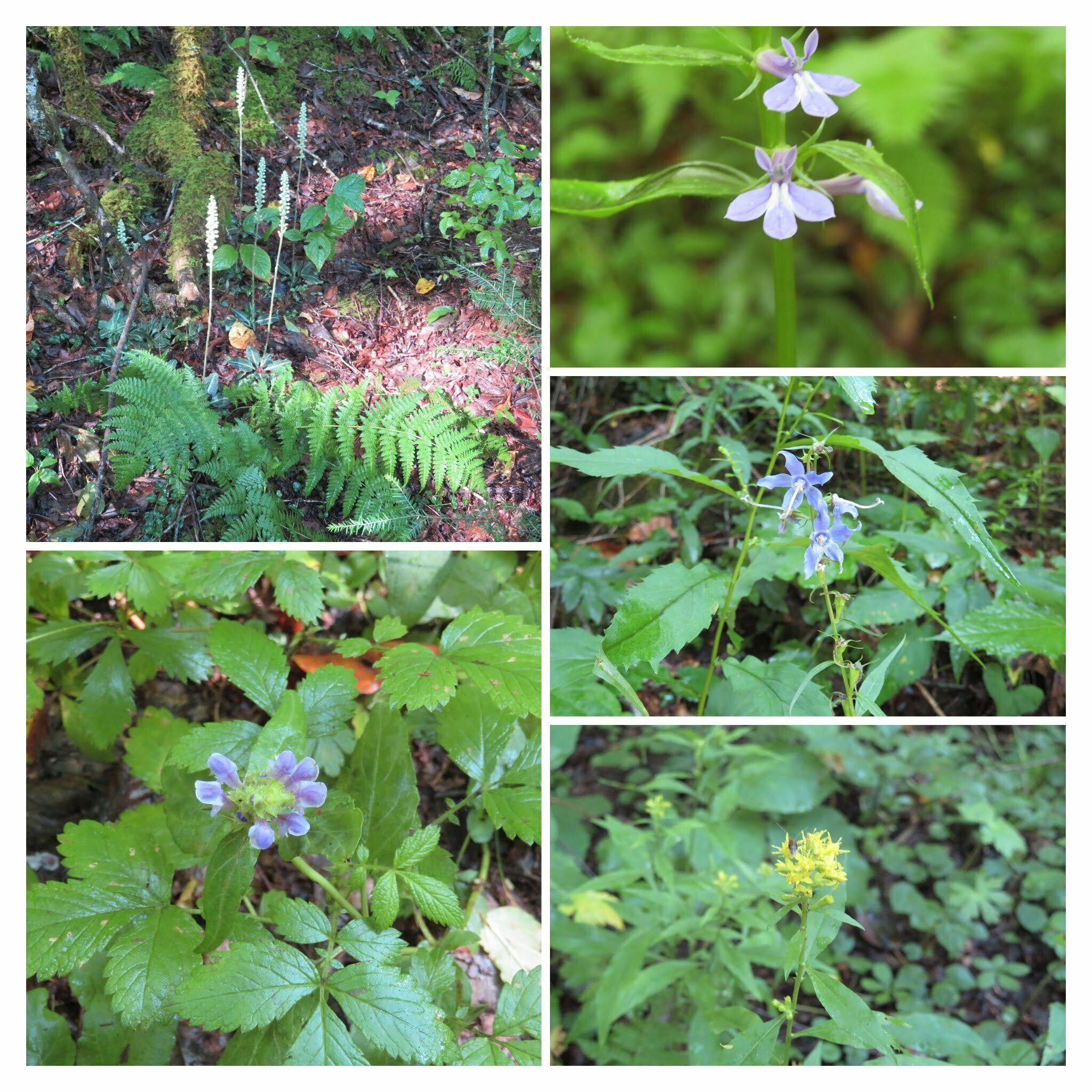 Various wildflowers