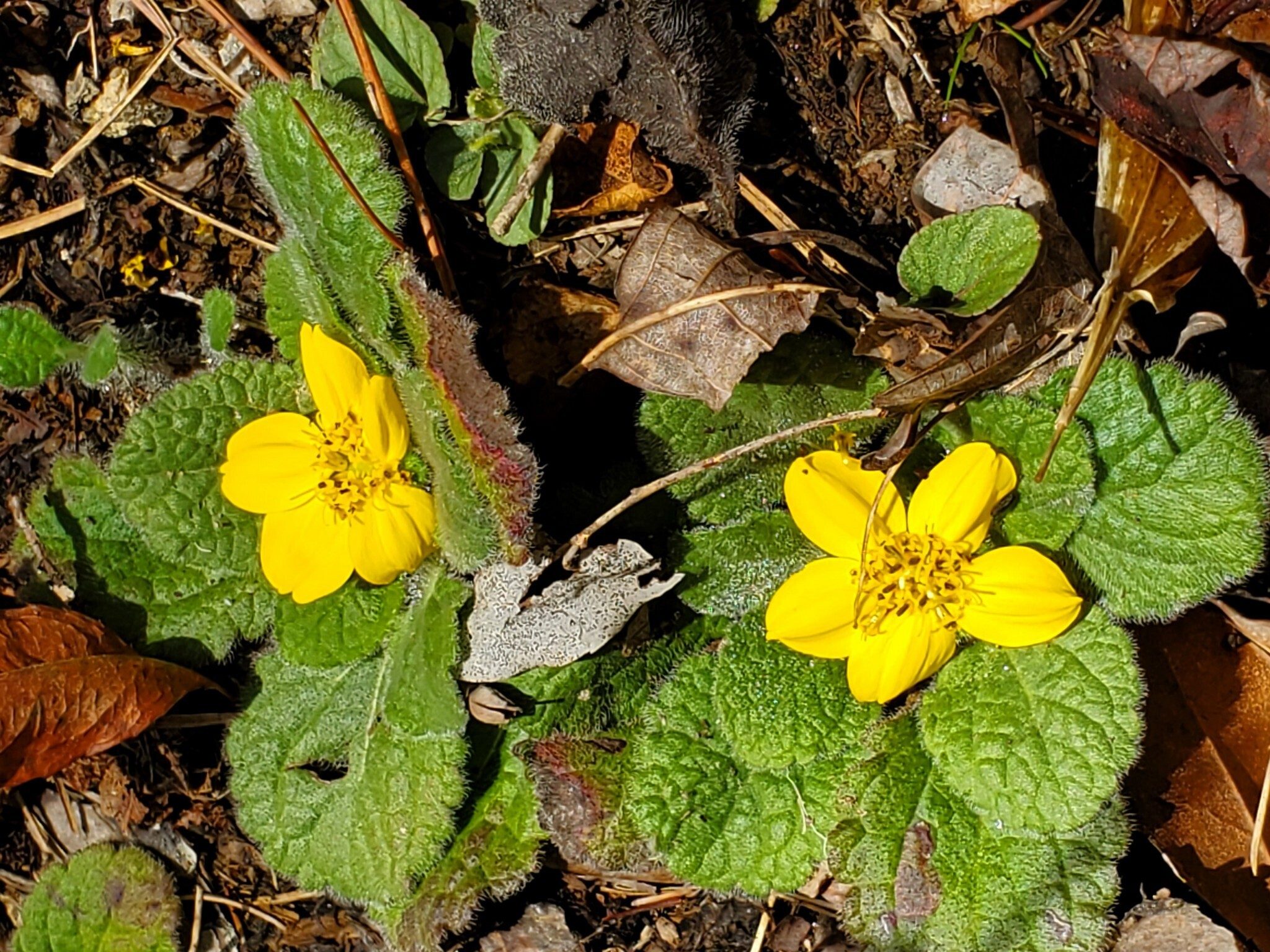 Perhaps the standout wildflower of the day, Green and Gold