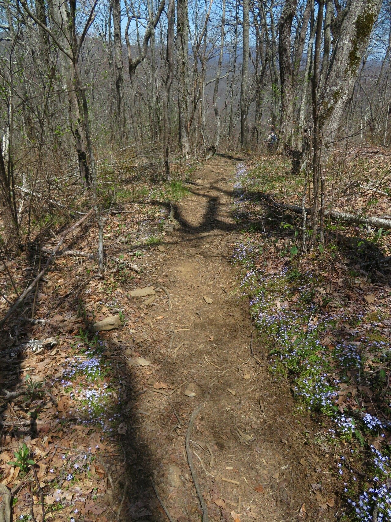 Trail lined with Bluets