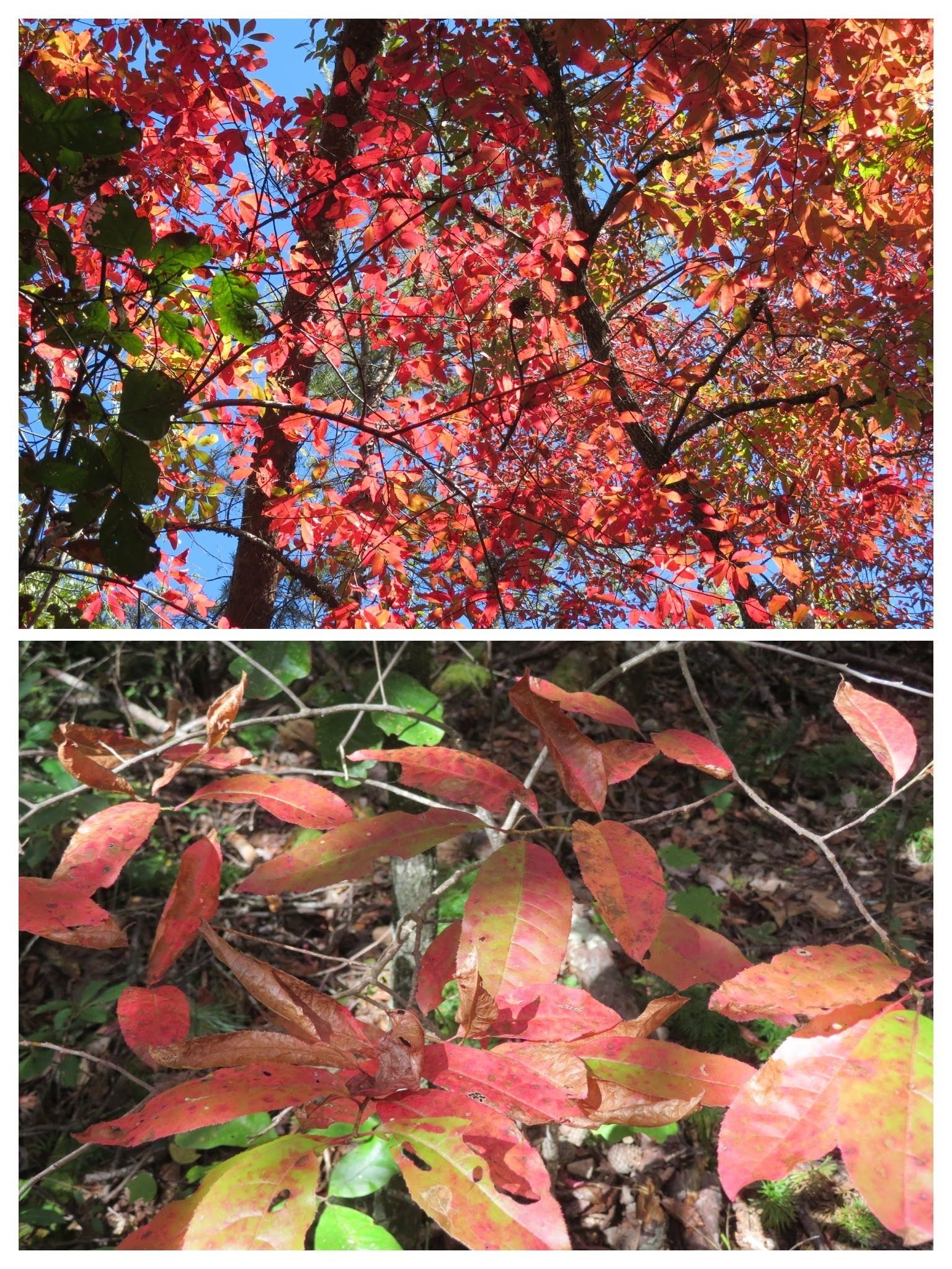 A few sparks of fall color from some trees along the trail. . . Black Gum, I think??