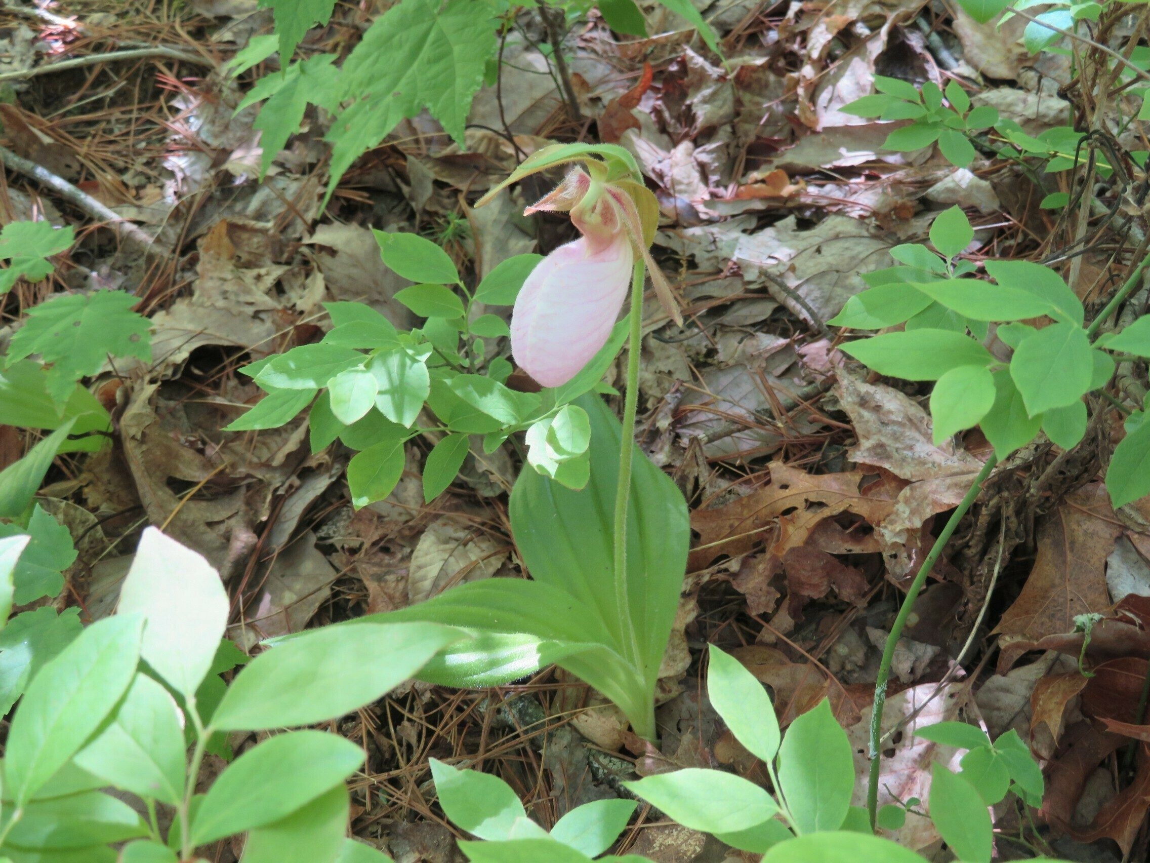 Pink Lady's Slipper (Cypripedium acaule)