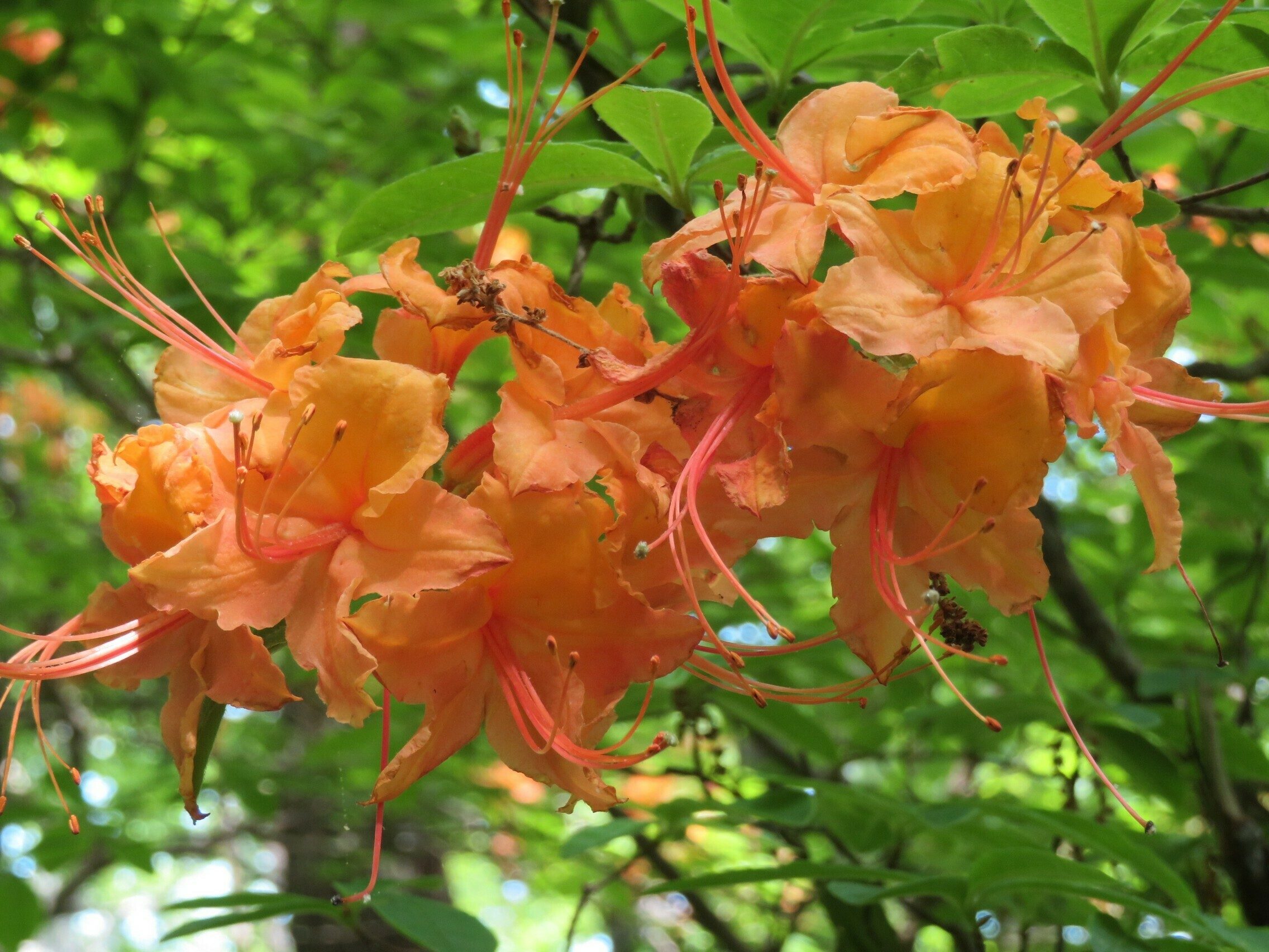 Flame Azalea (Rhododendron calendulaceum)