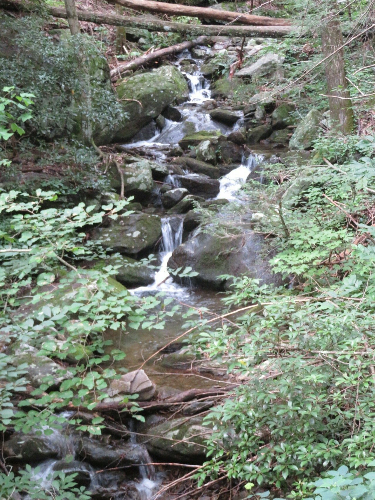 One of the many small tributaries along Dockery Lake Trail