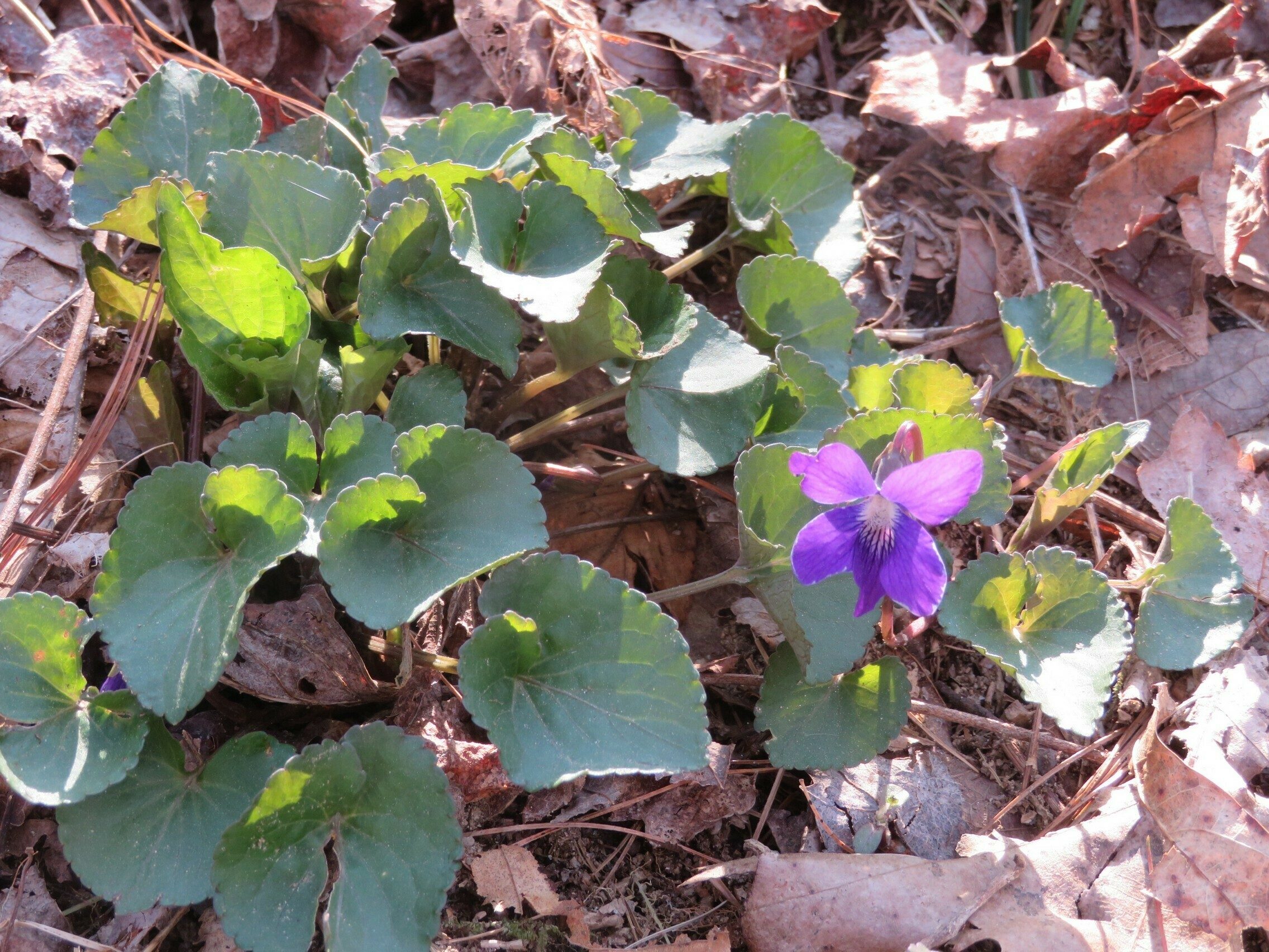 Common Blue Violet (Viola sororia)