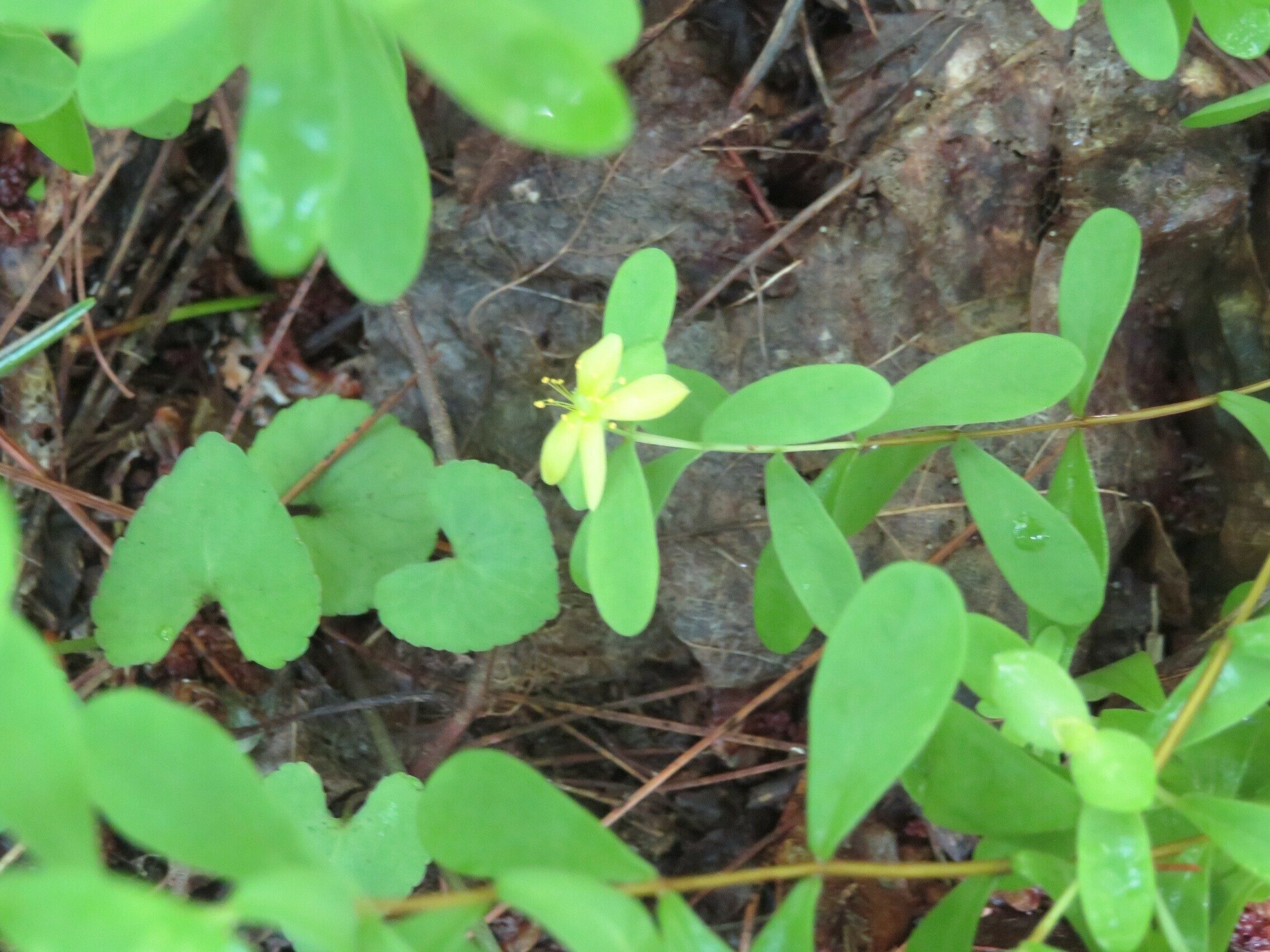 St. Andrew's cross (Hypericum hypericoides)