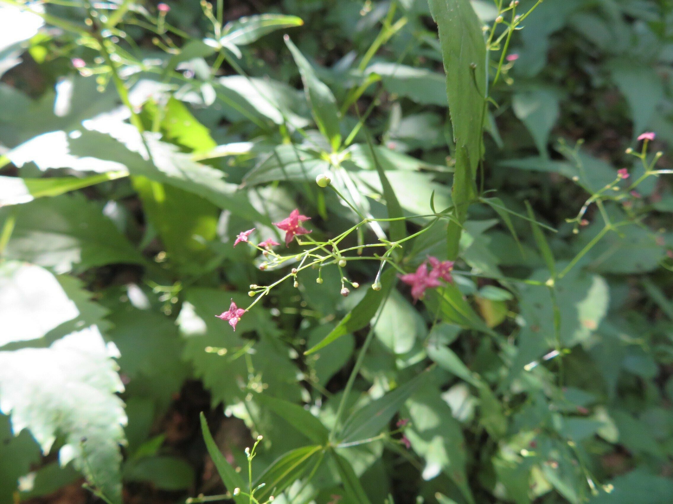 Unknown very small wildflower