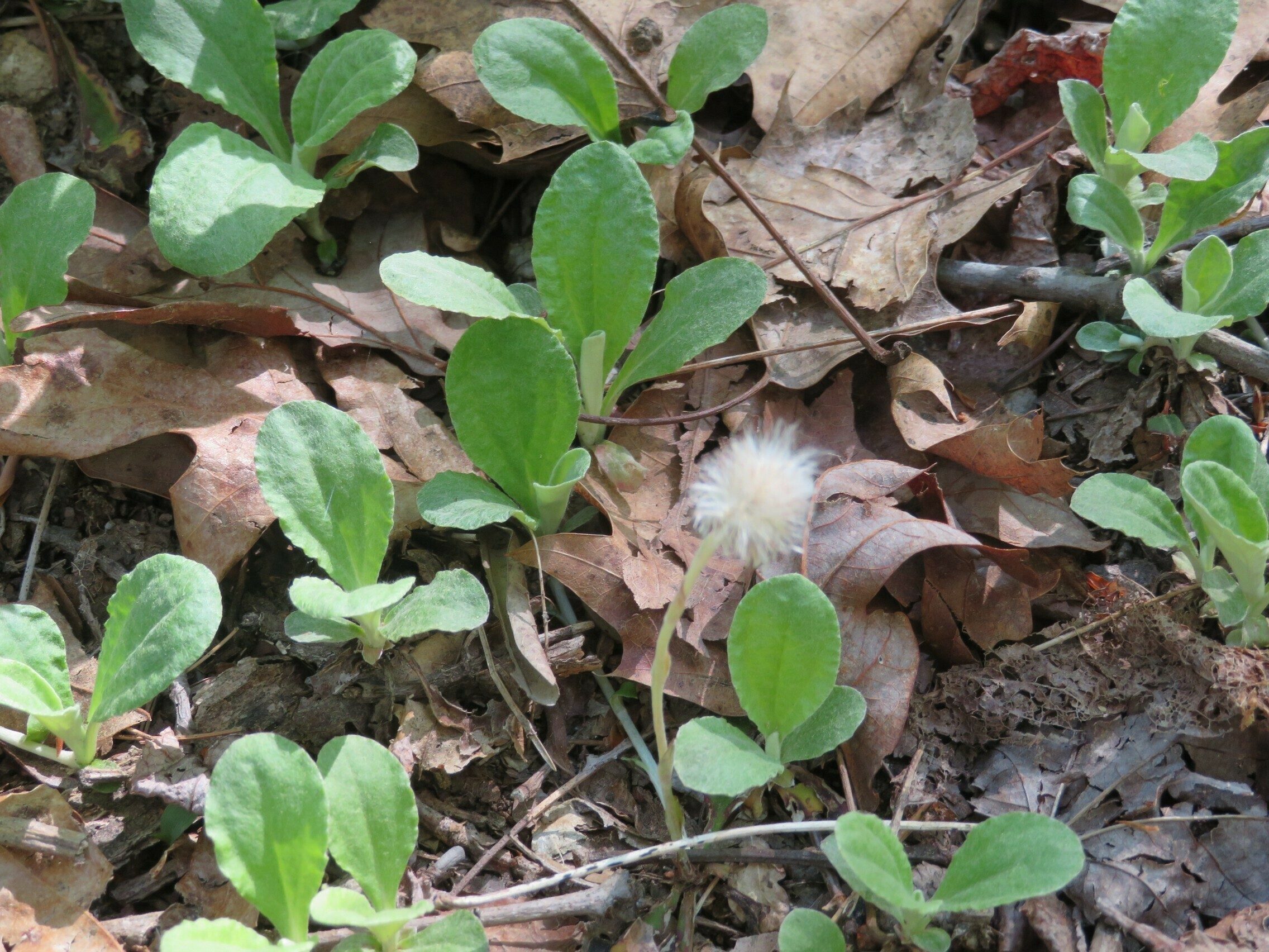 Pussy-Toes (Antennaria plantaginifolia)